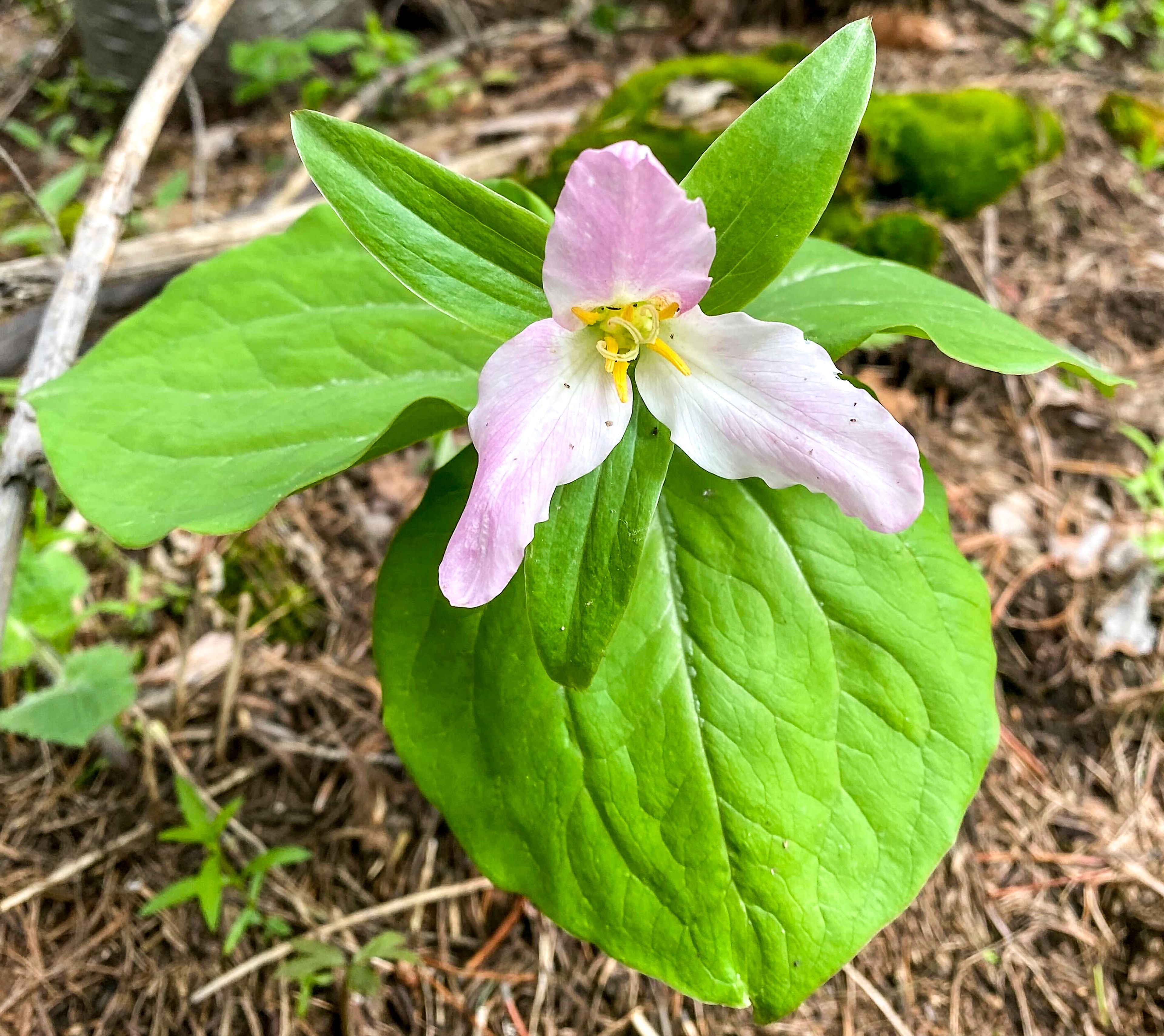 Western Trillium.