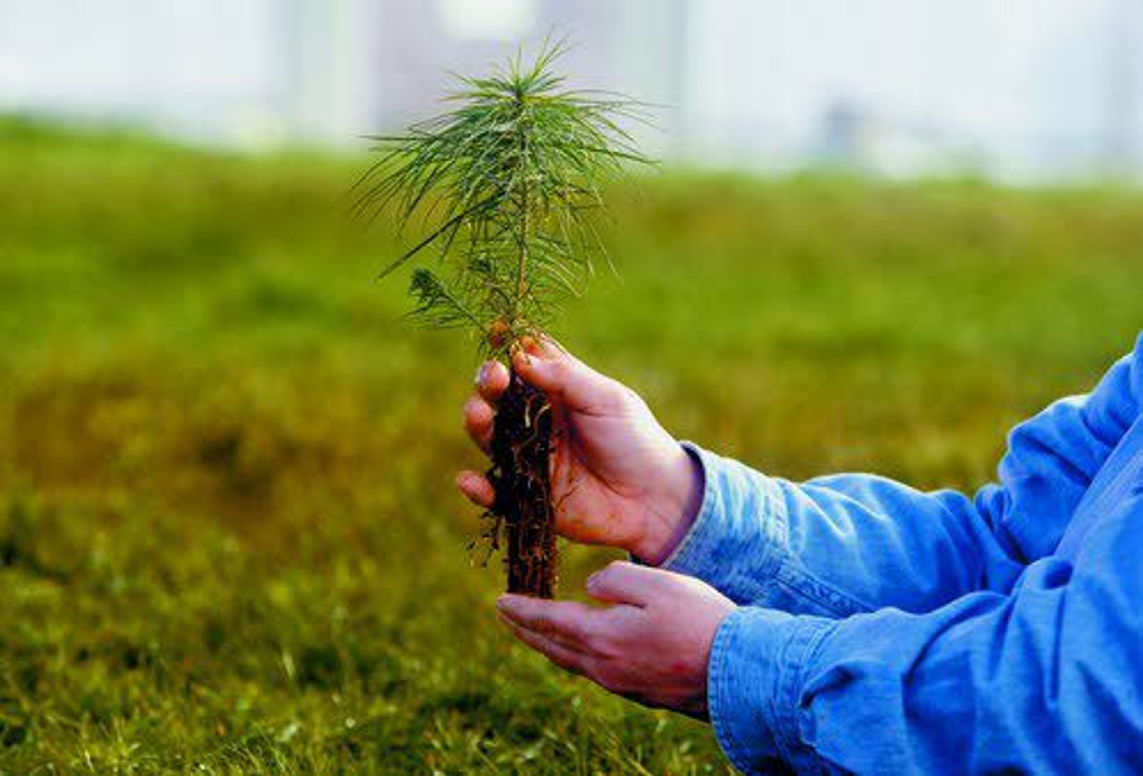 In this photo taken Feb. 6, 2007, an Eastern white pine seedling is held in Nebraska City, Neb. A warmer, wetter climate is helping push dozens of eastern U.S. trees to the north and, surprisingly, west, a new study finds.