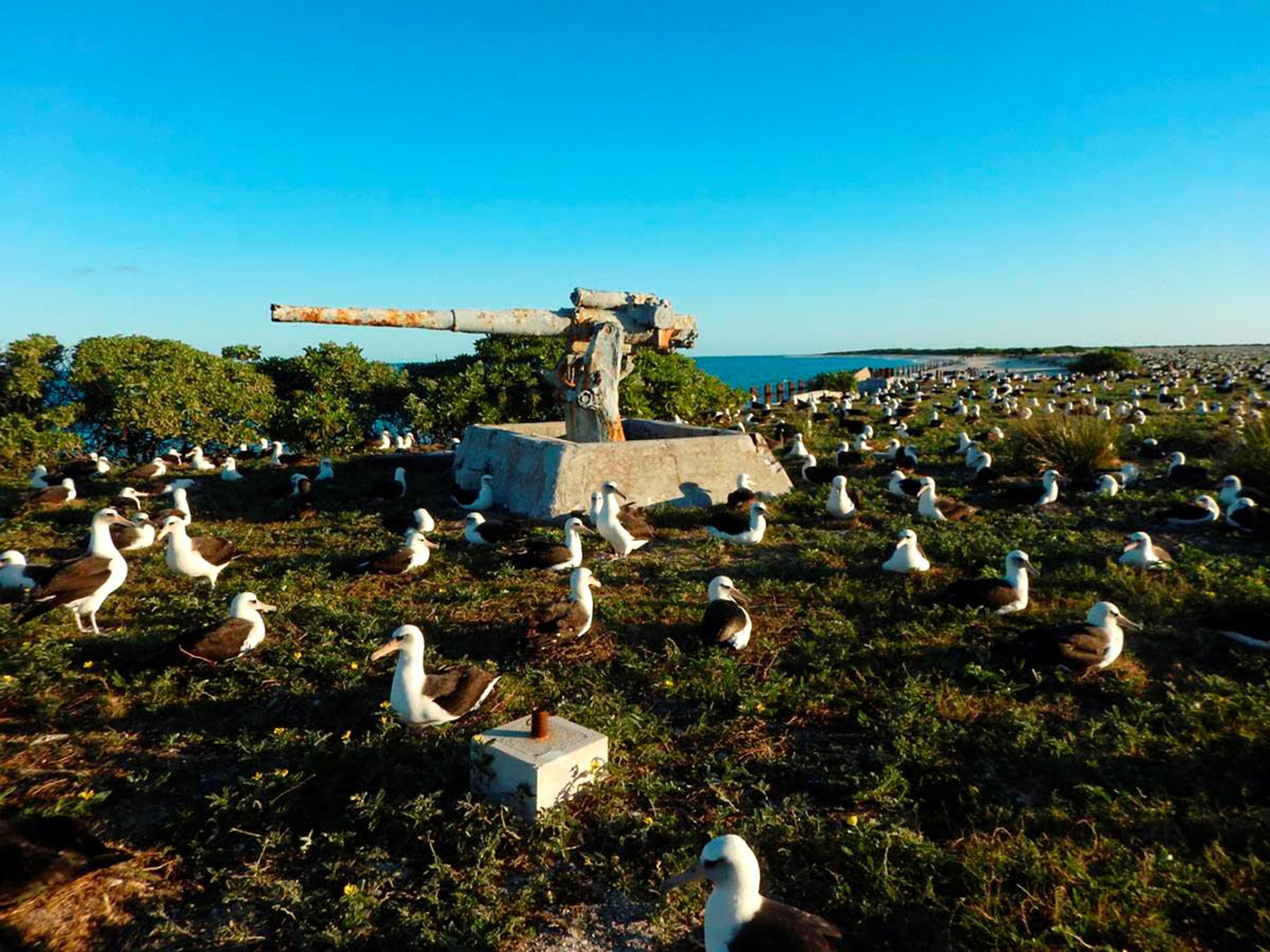 A remaining historic World War II naval gun on the shores of Eastern Island/Midway Atoll is surrounded by nesting Laysan albatross. During the war, Eastern Island was defended by six coastal batteries, armed with 3-, 5- and 7-inch guns.