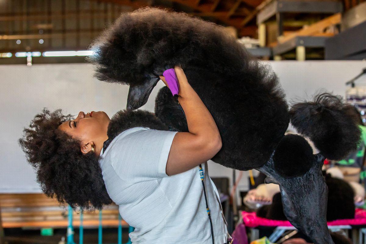 Dog Shows