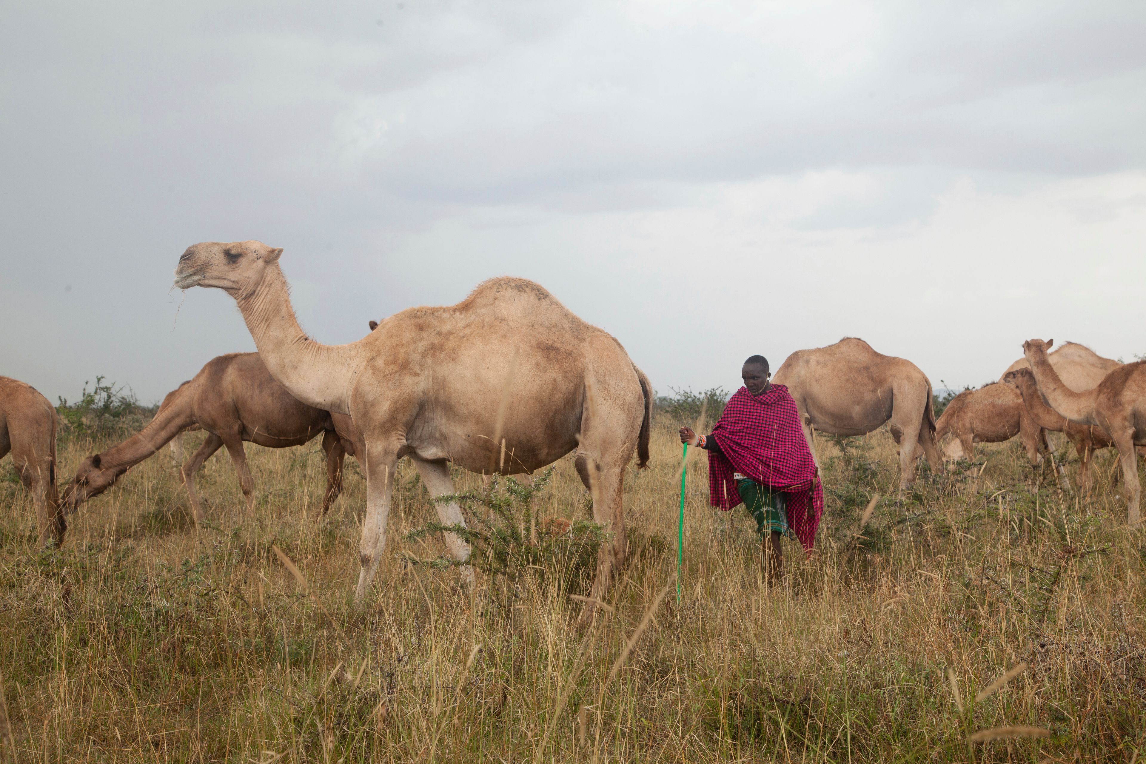 Musalia Piti, a herder, looks after his camels in Lekiji Village, Laikipia county, Kenya, Friday, July 26, 2024.