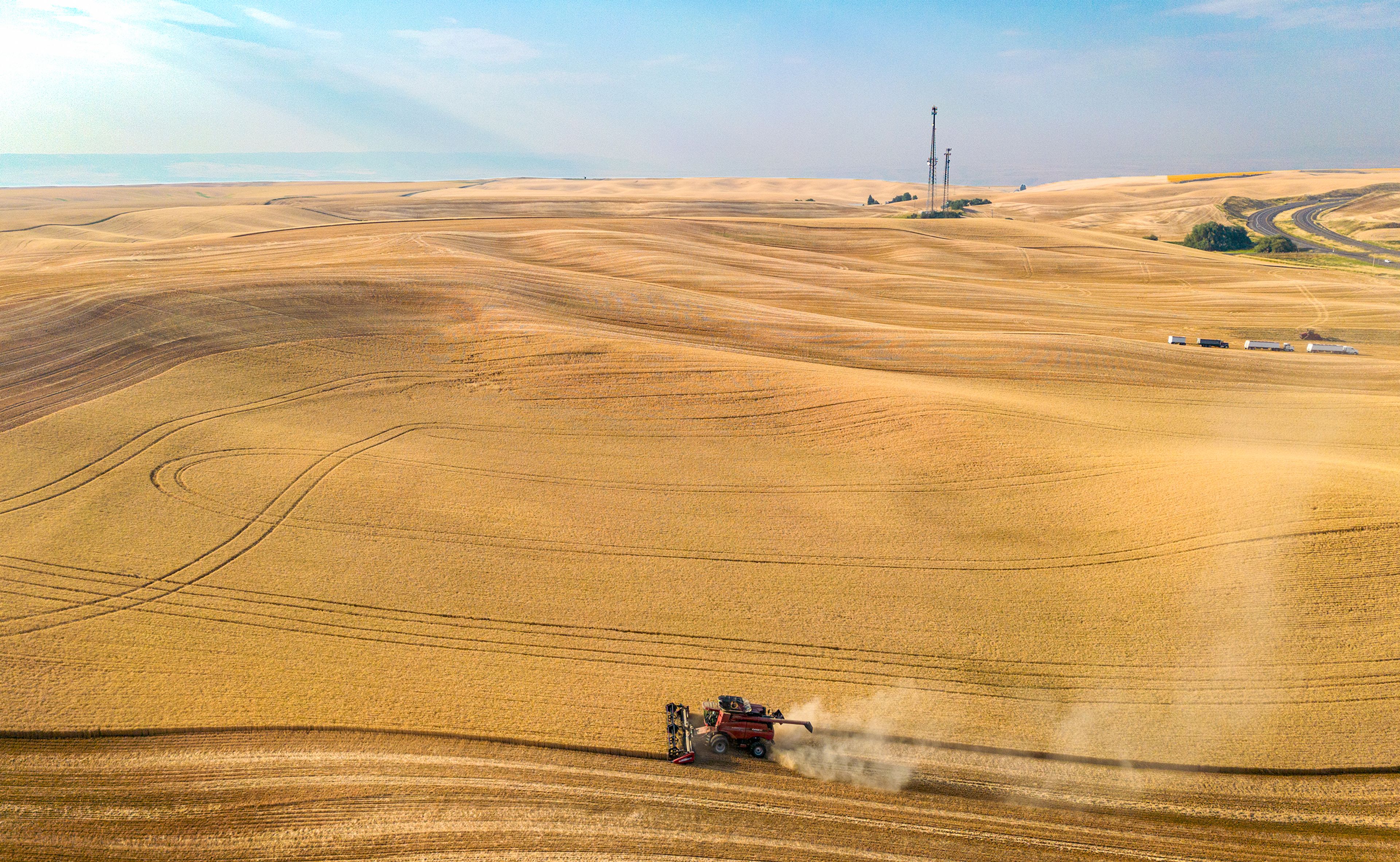 A combine harvester combs through a wheat field Saturday morning on the Ray and Kyle Morscheck farm near Genesee.