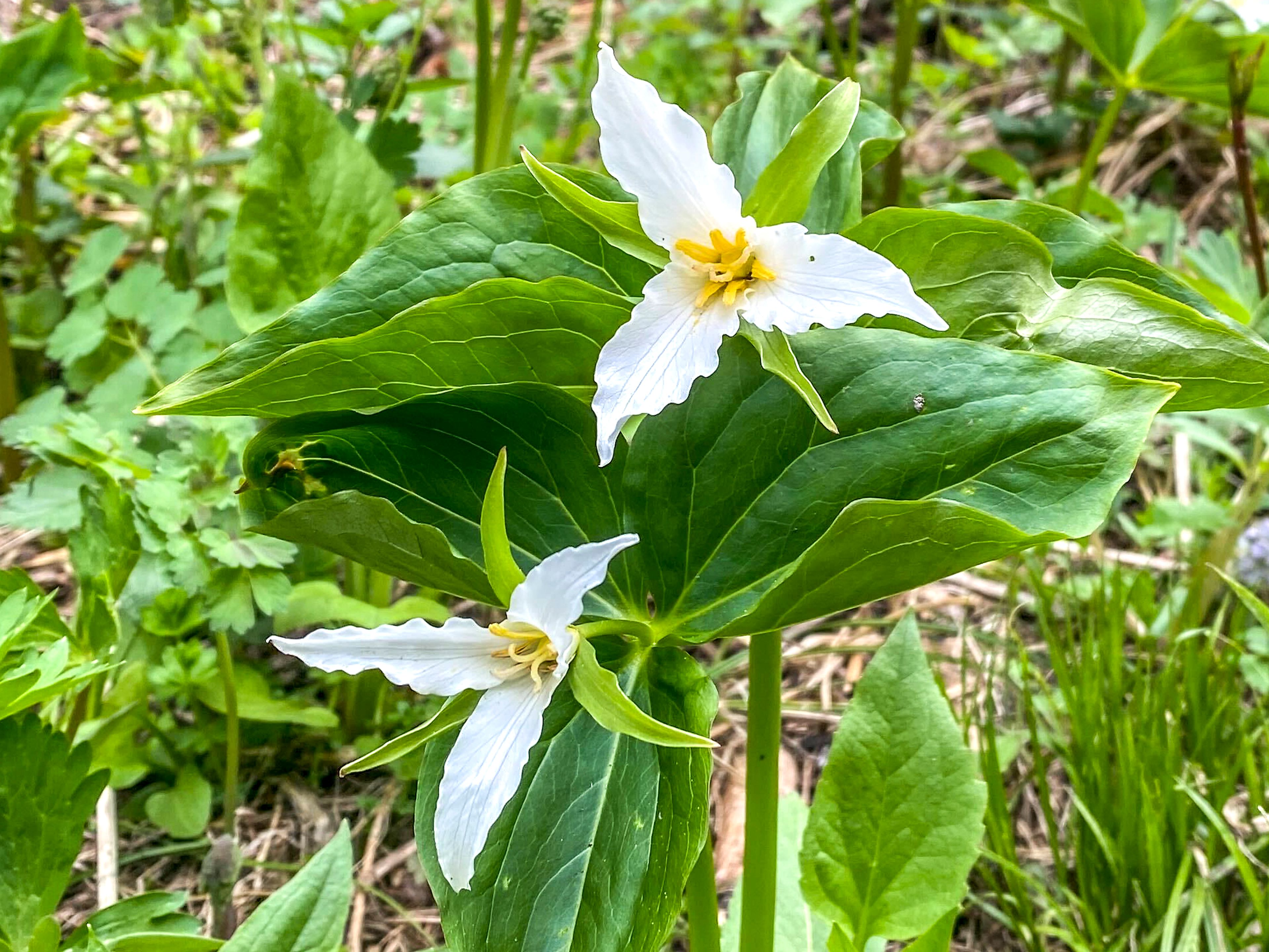 Western Trillium