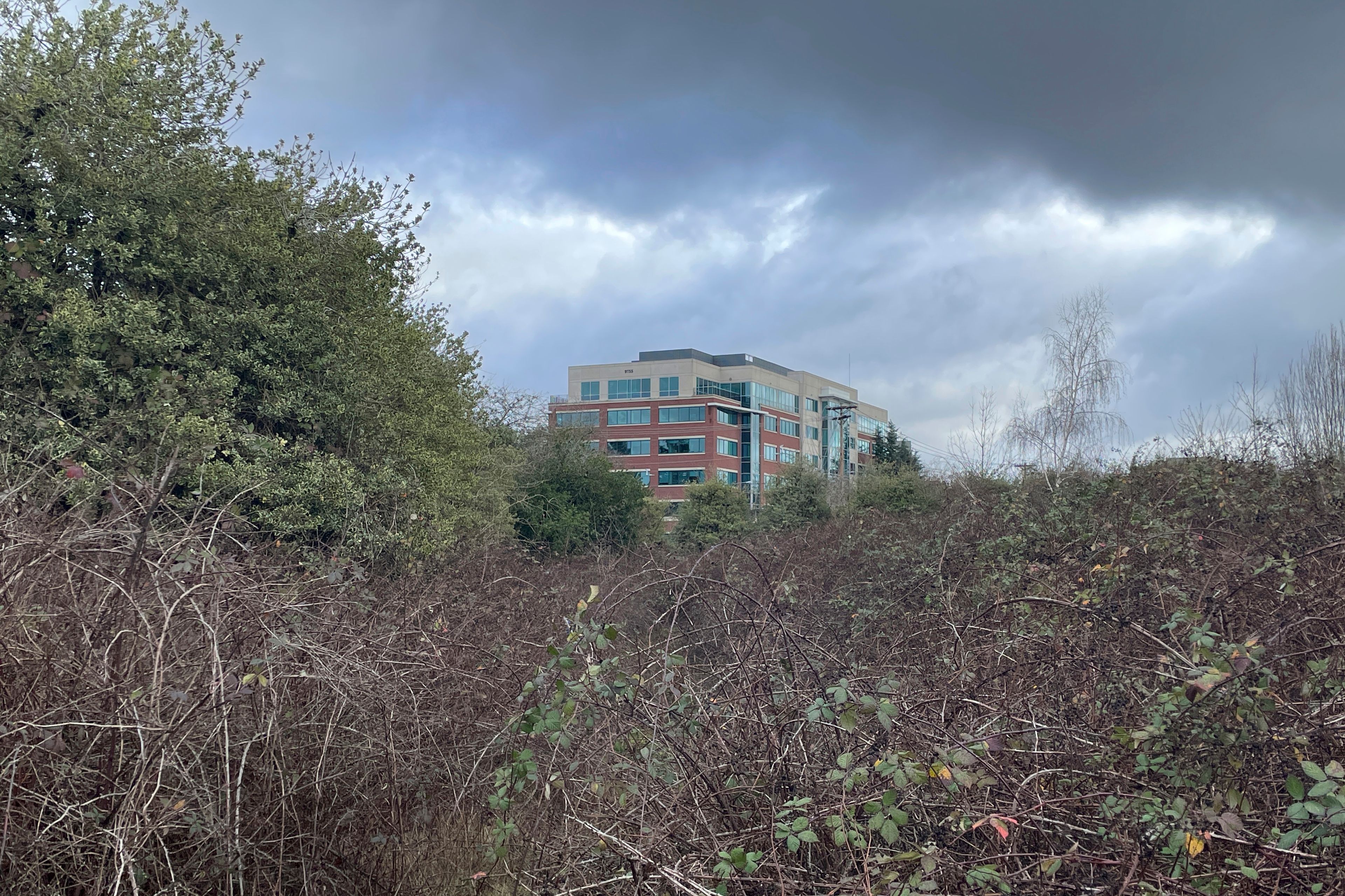 A patch of land filled with dense, thorny thickets, sandwiched between busy roads and light rail train station, stands across from a sprawling hospital complex in the Cedar Hills neighborhood of southwest Portland, Ore., Sunday, Jan. 7, 2024. The National Transportation Safety Board estimated the exit door plug of a Boeing 737 Max 9 that detached from an Alaska Airlines flight shortly after takeoff on Friday, Jan. 5, may have fallen in the area. (AP Photo/Claire Rush)