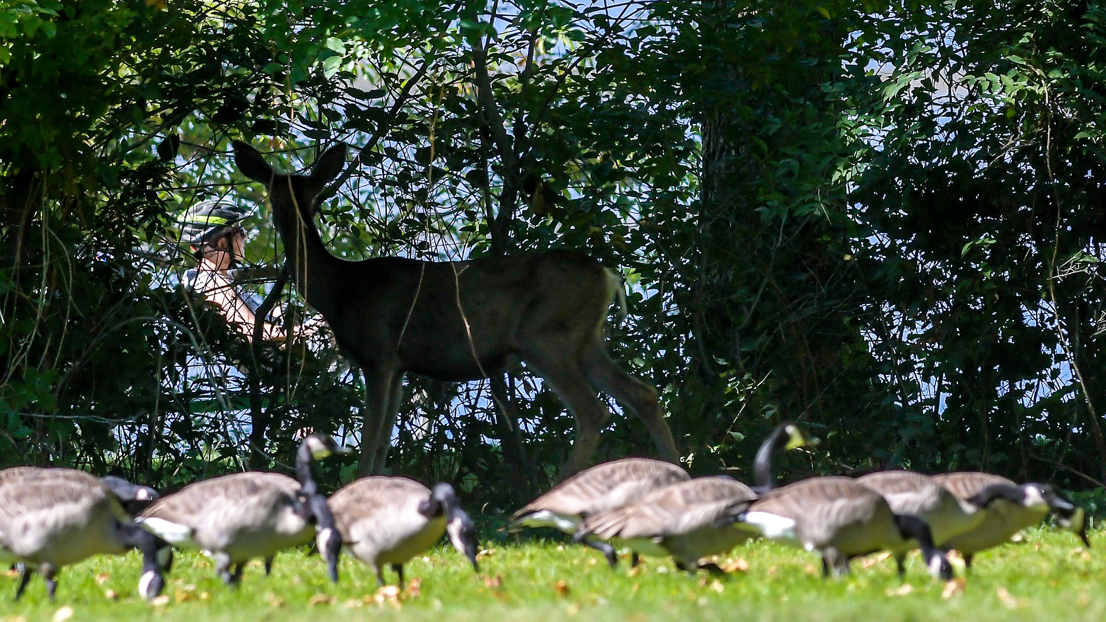 A deer keeps an eye on a passing bicyclist from the safety of the bushes as geese pick at the ground in the foreground Friday at Hells Gate State Park in Lewiston.