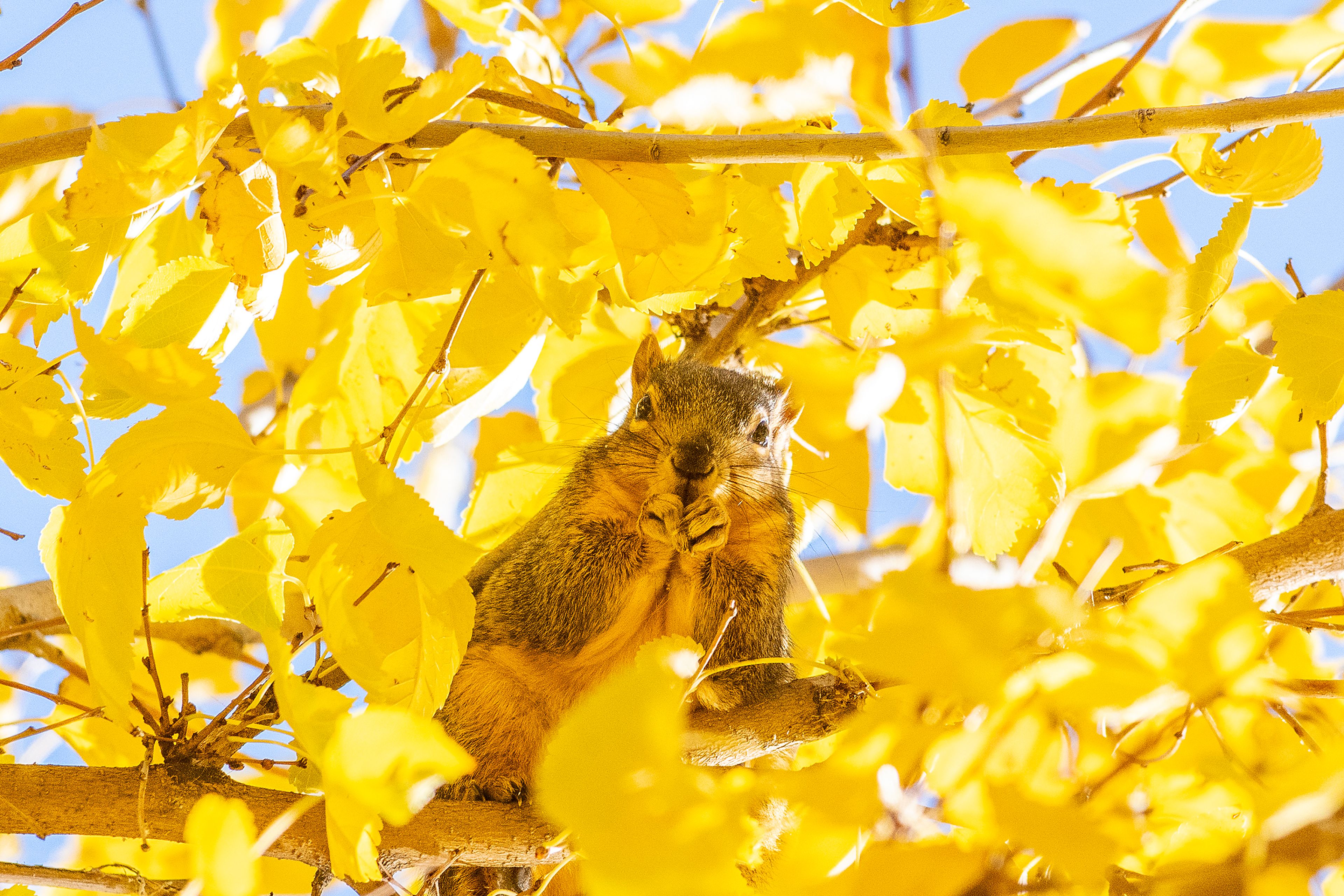 A squirrel munches away on seeds picked from the yellow foliage around it Wednesday in a tree above Clarkston's Chestnut Park.