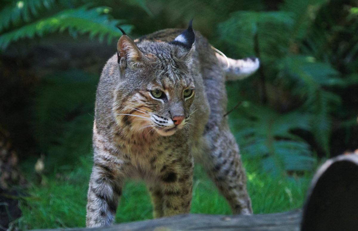 Police bust ‘cat burglar' bobcat