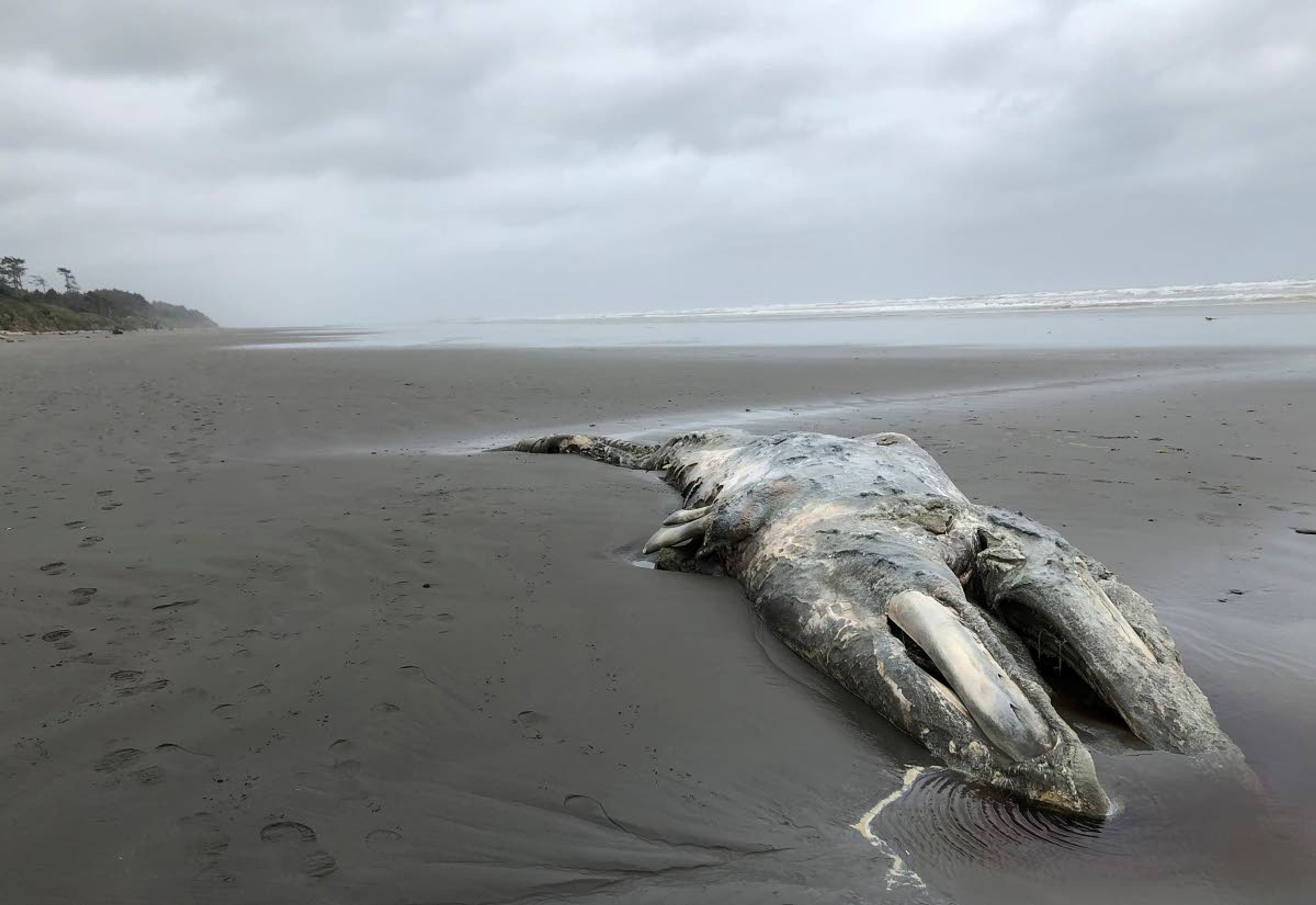 The carcass of a gray whale lies where it washed May 24 up on the coast of Washington’s Olympic Peninsula, just north of Kalaloch Campground in Olympic National Park.