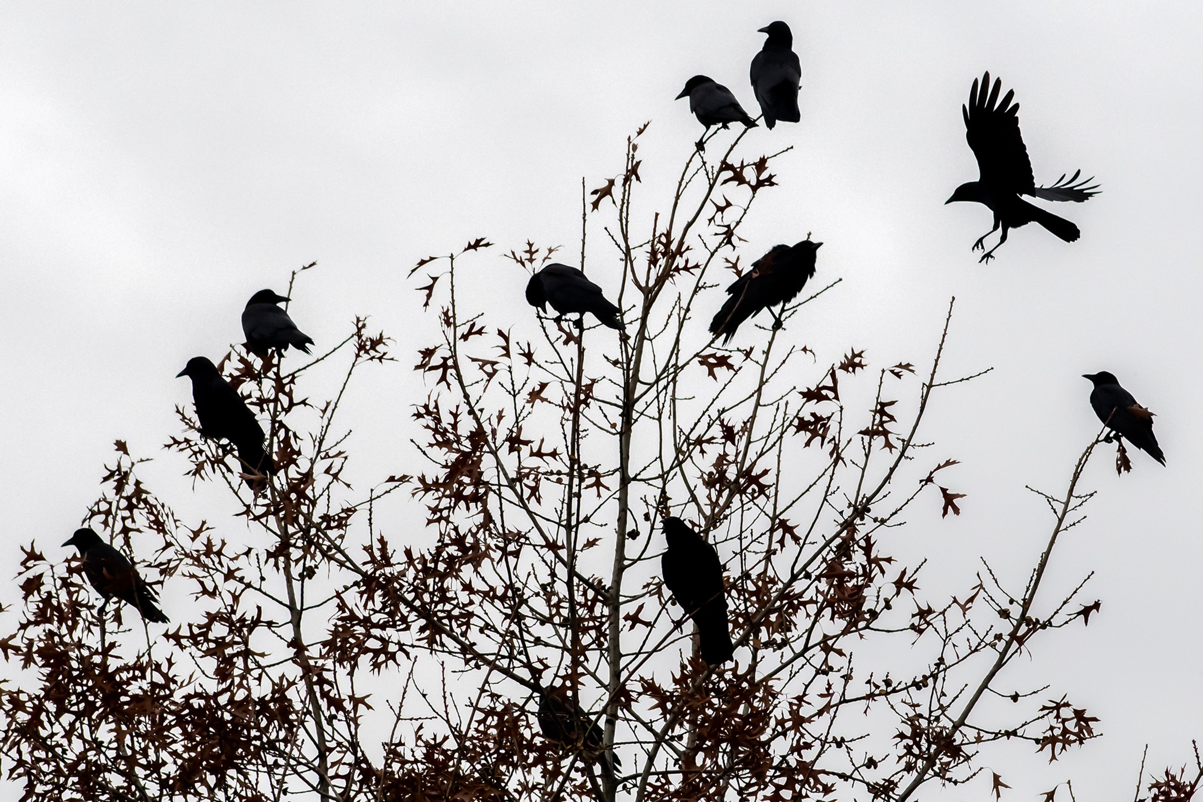 Crows roost on a tree Friday in Lewiston.