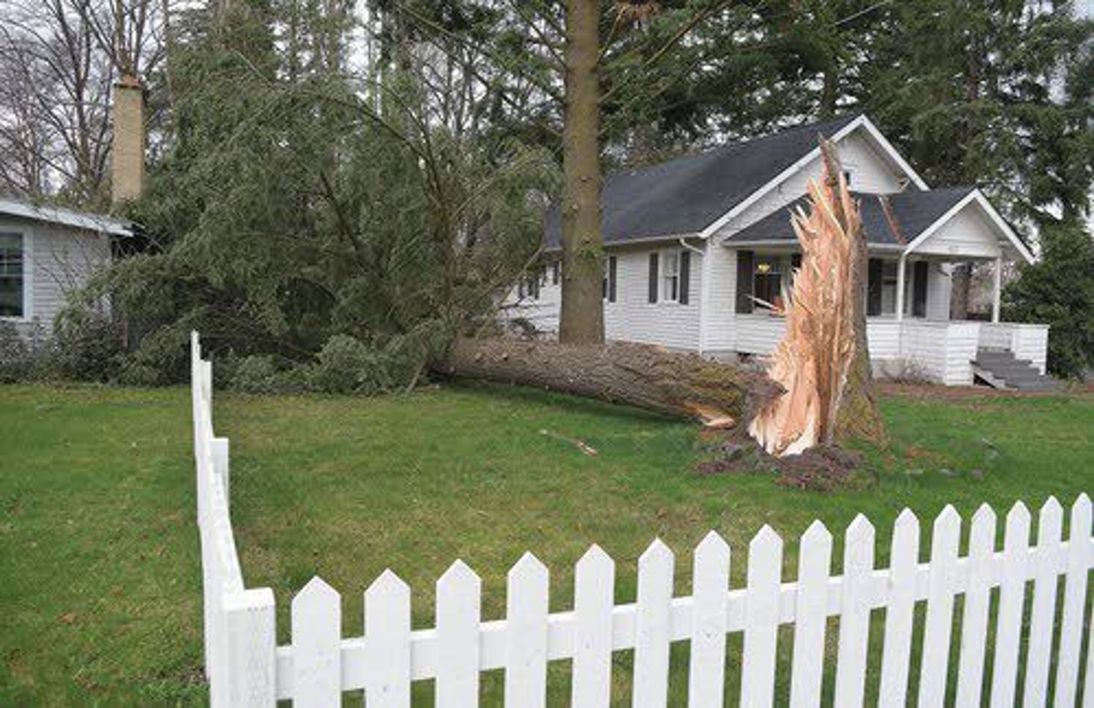 Heavy wind toppled a fir tree Friday morning on North Lincoln Street in Moscow. The tree landed between two homes.