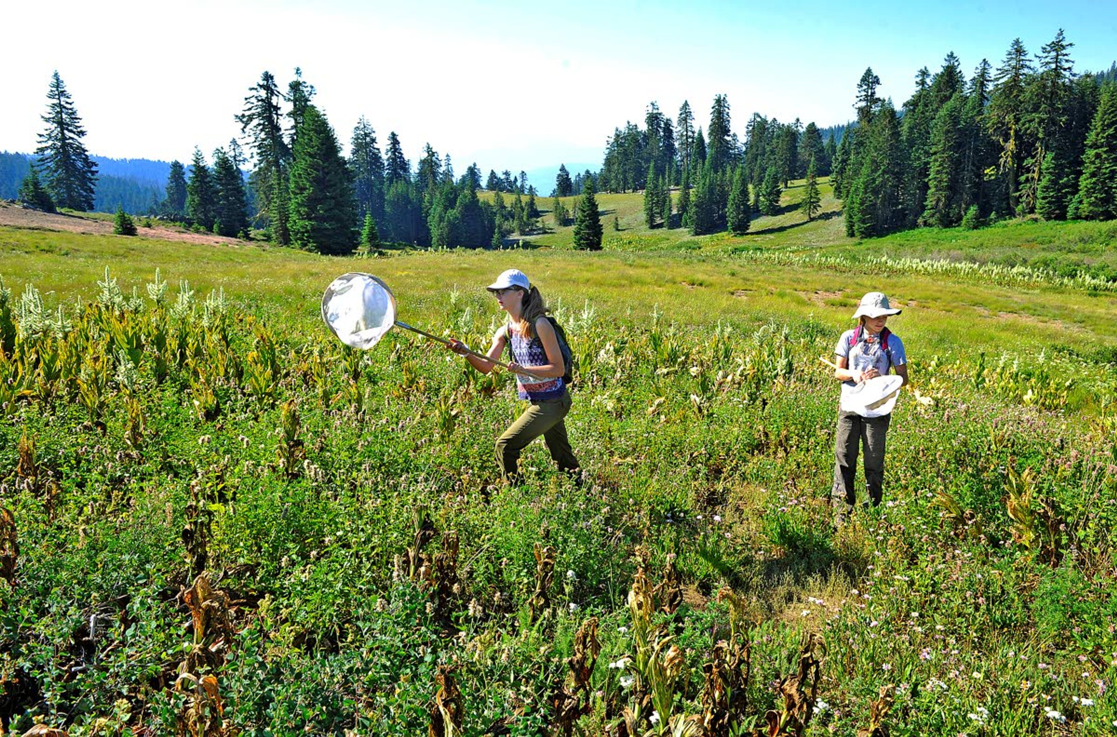 In a July 17, 2018 photo, Hailey Dressler, 13, left, and Maggie Everett, 13, catch bumble bees near Mt Ashland, during an annual survey in which citizen scientists take to the flowery meadows of Mount Ashland in search of everything bumblebee, with a particular eye toward the Franklin's bumblebee, which hasn't been seen here for a dozen years. (Jamie Lusch/The Medford Mail Tribune via AP)