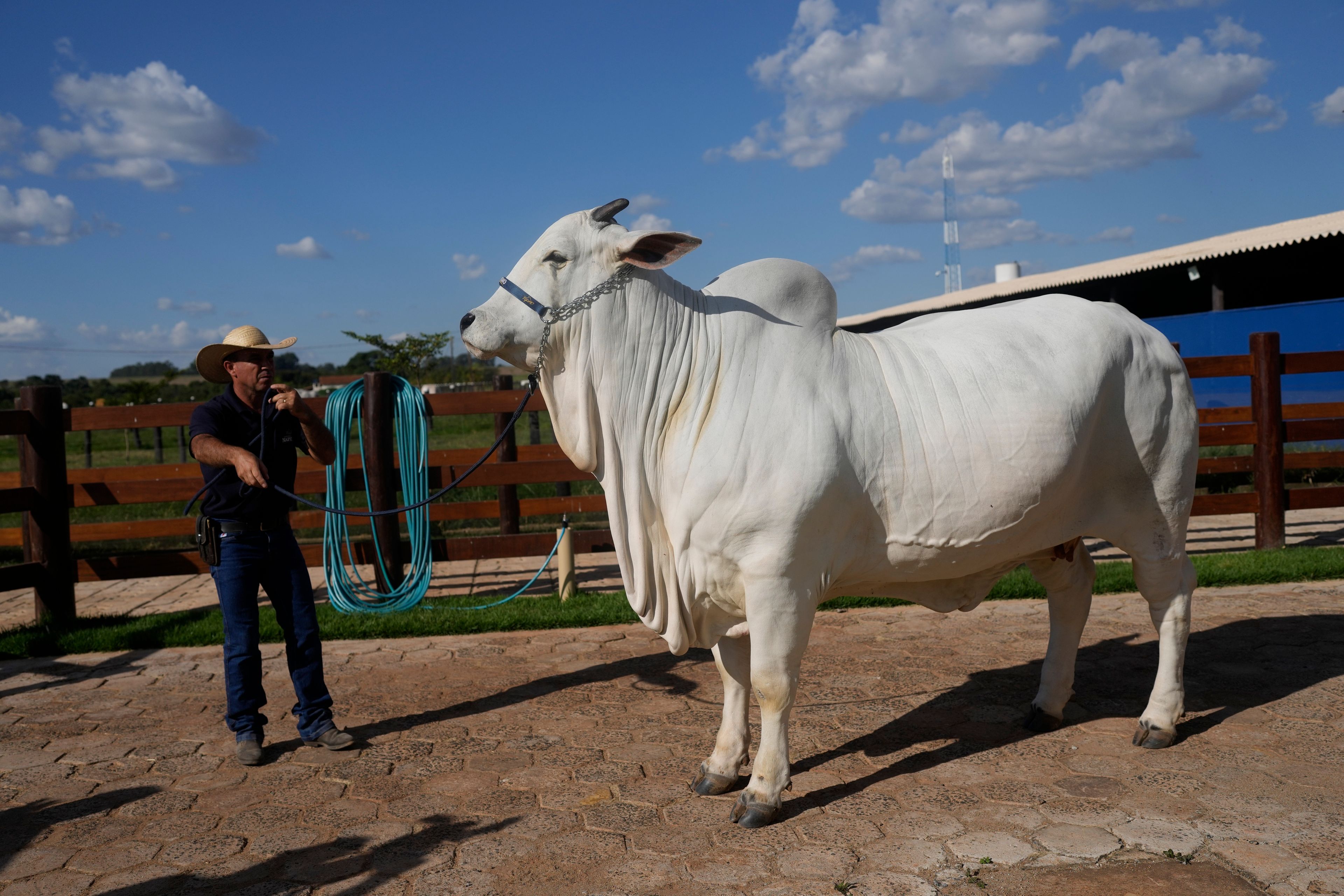 A stockman shows off the Nelore cow known as Viatina-19 at a farm in Uberaba, Minas Gerais state, Brazil, Friday, April 26, 2024. Viatina-19 is the product of years of efforts to raise meatier cows, and is the most expensive cow ever sold at auction, according to Guinness World Records.