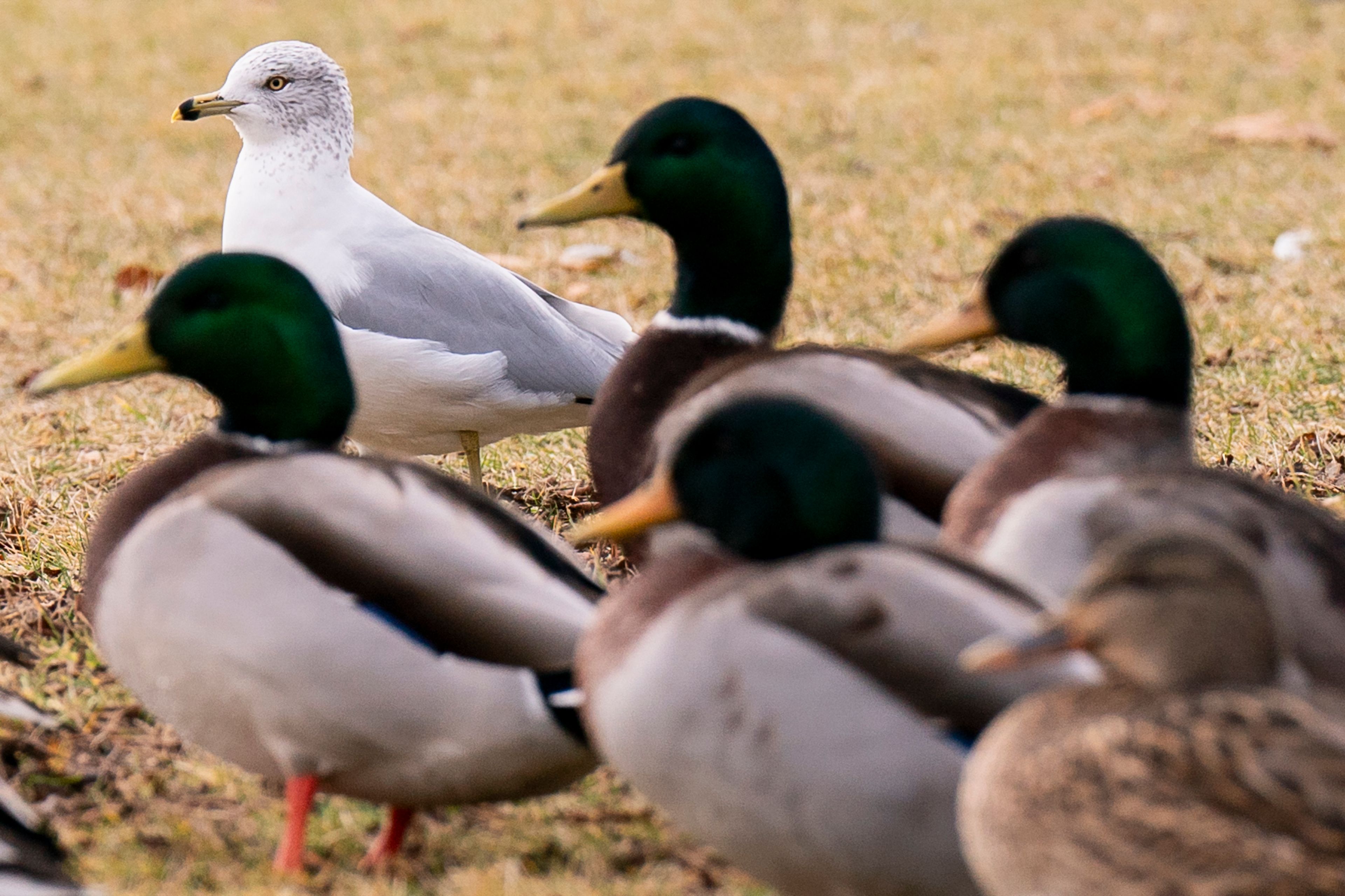 A seagull stands alongside a flock of ducks as it searches for scraps of food on Friday at Chestnut Beach in Clarkston.