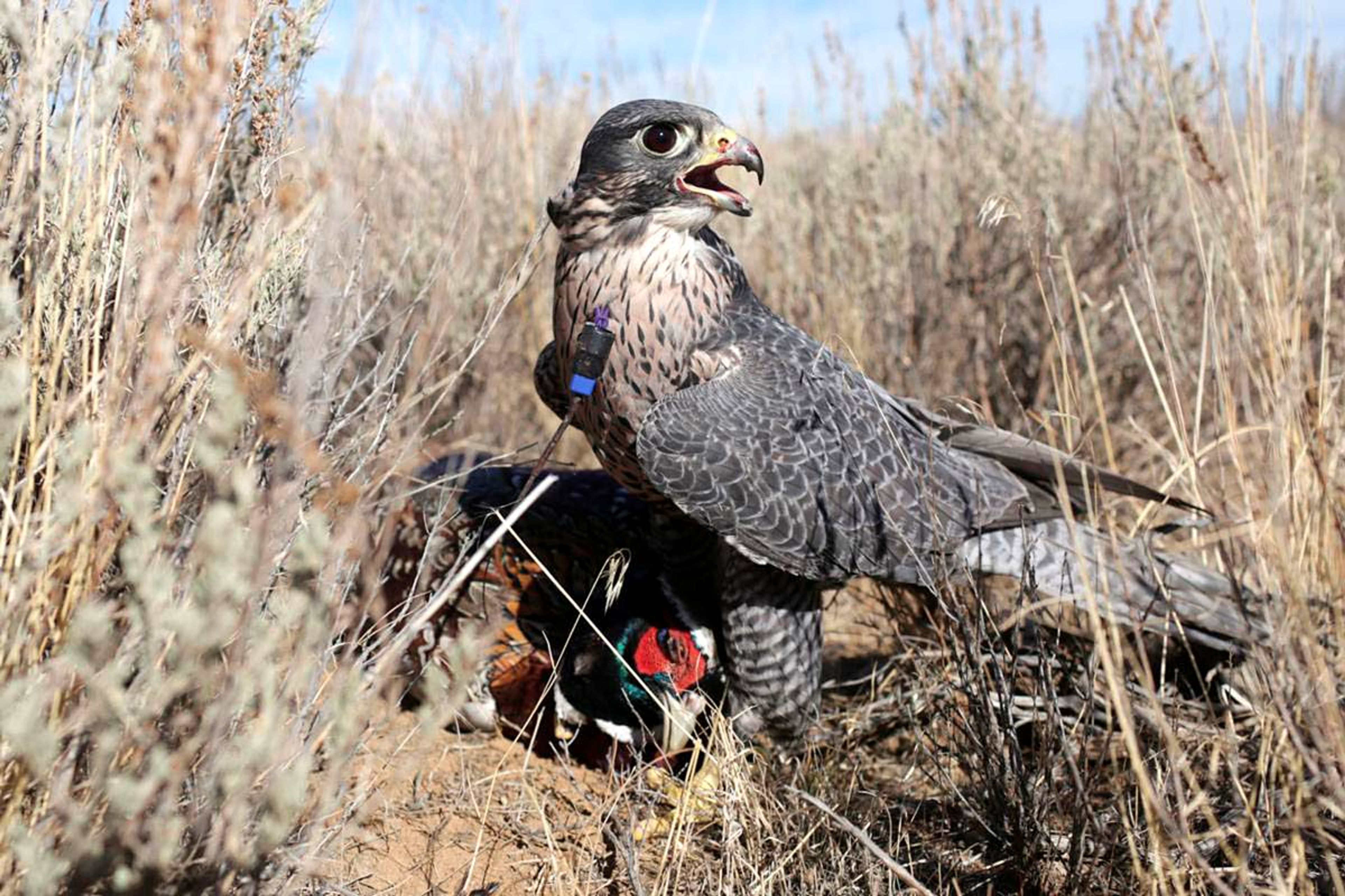 Stephen Buffat’s gyr peregrine falcon hybrid keeps his foot on a rooster pheasant it brought down during the annual Idaho Falconers Association meet-up in Arco on Friday. The group wasn’t able to find any grouse to hunt on Friday so they used pheasants for training.