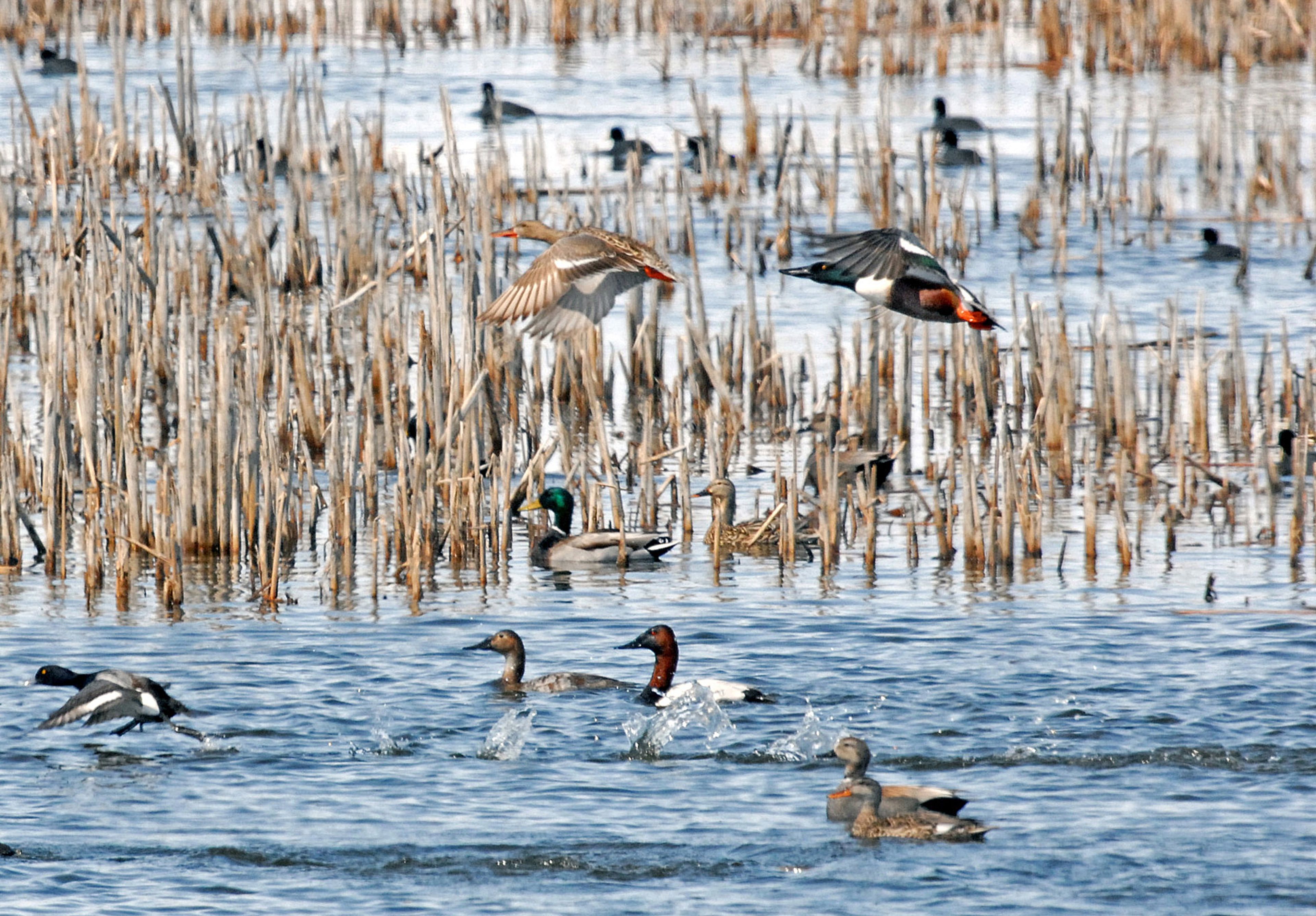 A large variety of ducks make use of a thawed marsh in Big Stone County, Minnesota. (Dennis Anderson/Minneapolis Star Tribune/TNS)