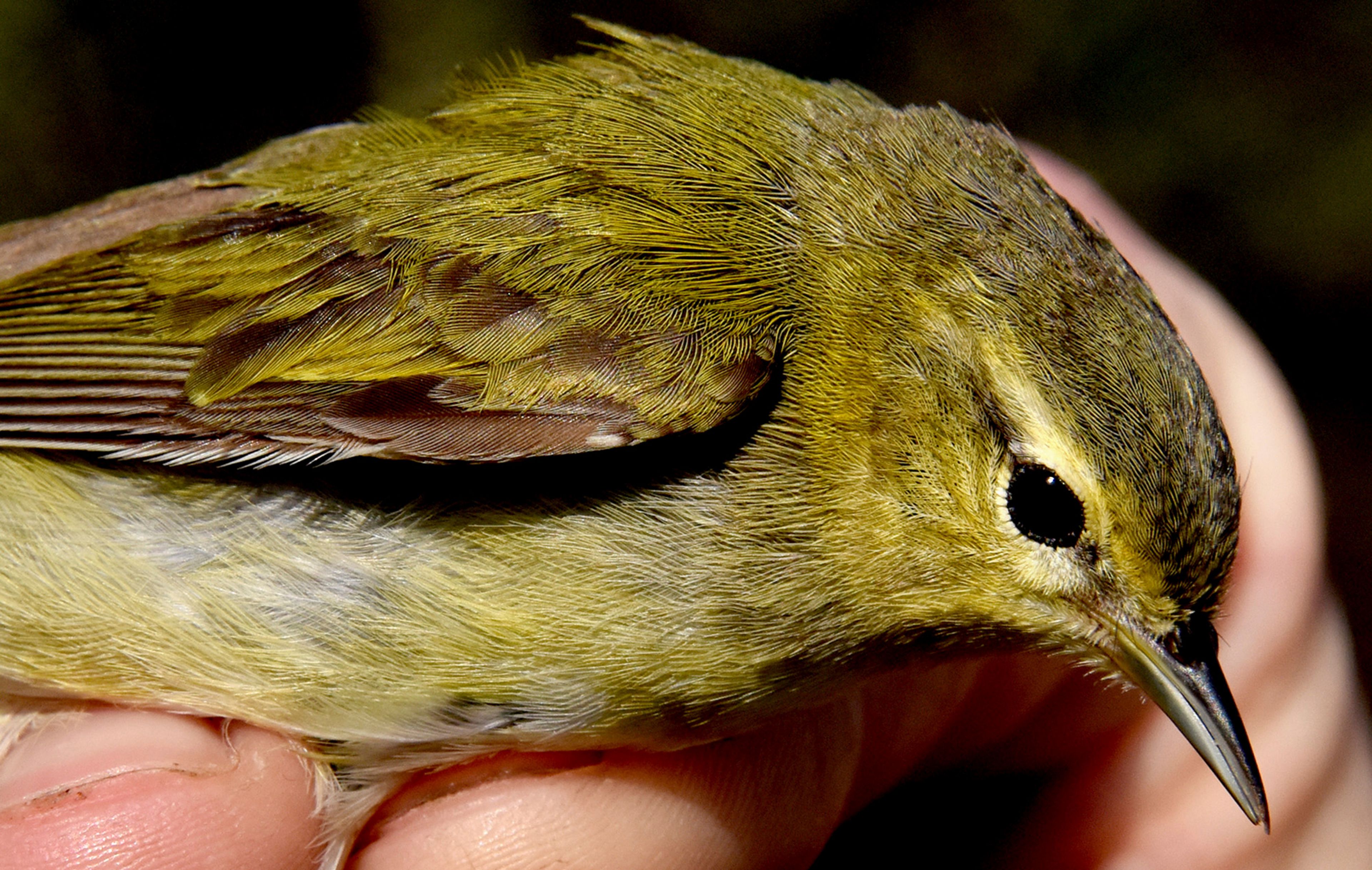 LEFT: Luke DeGroote holds a Tennessee warbler for a closeup after getting caught in a long net at the Powdermill Avian Research center on May 8, 2018, near Rector, Pa.