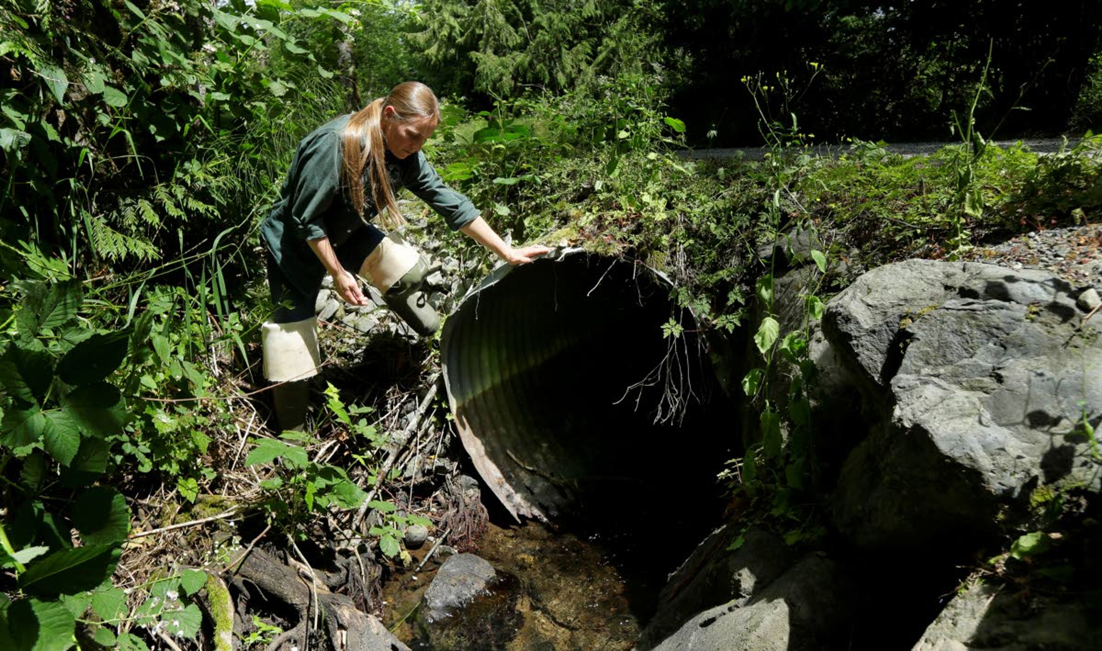 FILE - In this June 22, 2015 file photo, Melissa Erkel, a fish passage biologist with the Washington Dept. of Fish and Wildlife, looks at culvert along the north fork of Newaukum Creek near Enumclaw, Wash. The culvert was slated to be replaced by a private landowner with a wider bridge designed to let salmon and other fish pass naturally along the creek. On Monday, March 25, 2019, House Democrats in Washington state released their two-year transportation budget proposal, which included $9.9 billion in spending for projects, including paying for a small portion of a larger culvert replacement project, ordered by the U.S. Supreme Court in 2018 to protect salmon habitat under tribal fishery rights. (AP Photo/Ted S. Warren, File)