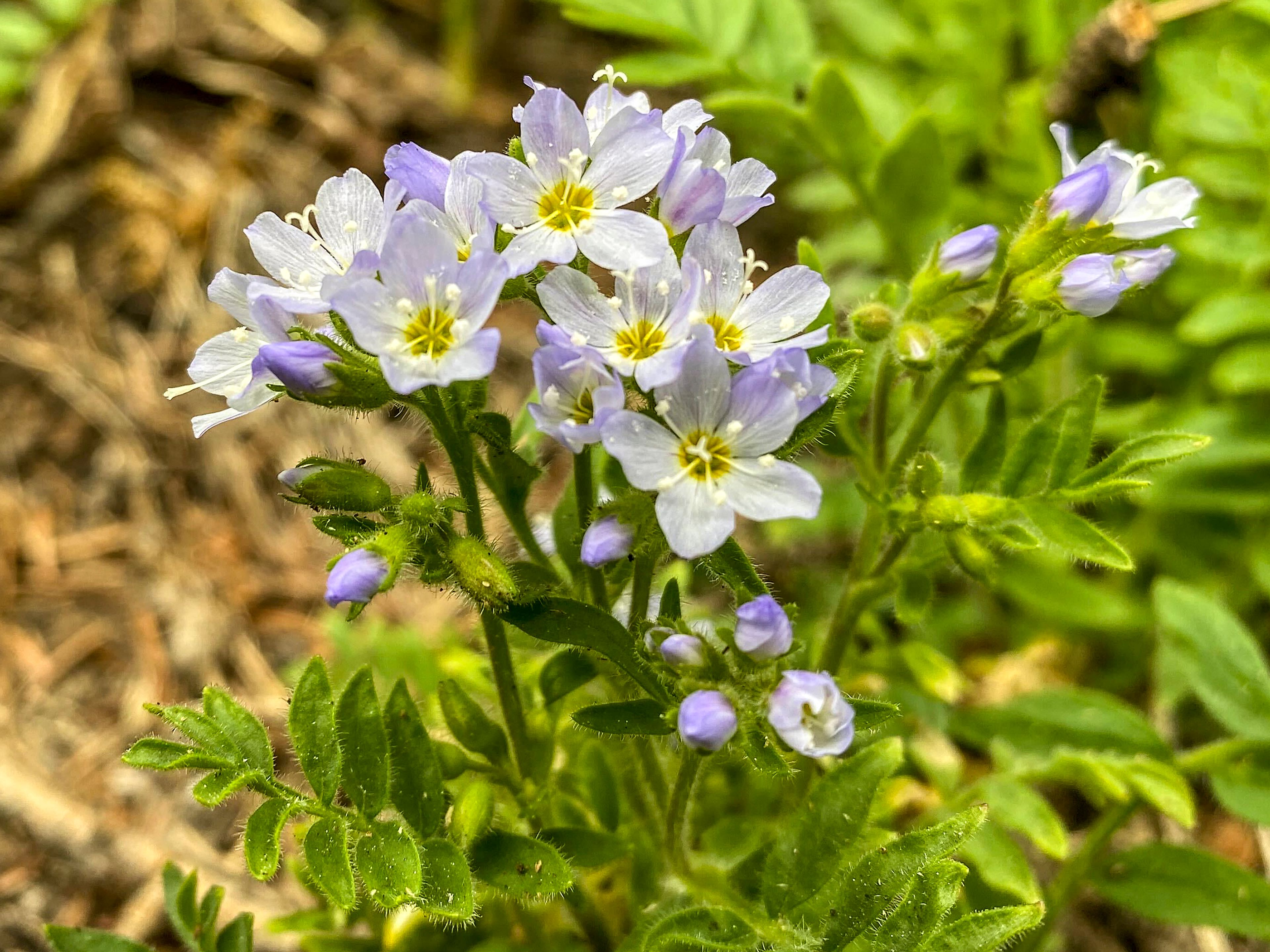 Jacob’s Ladder.