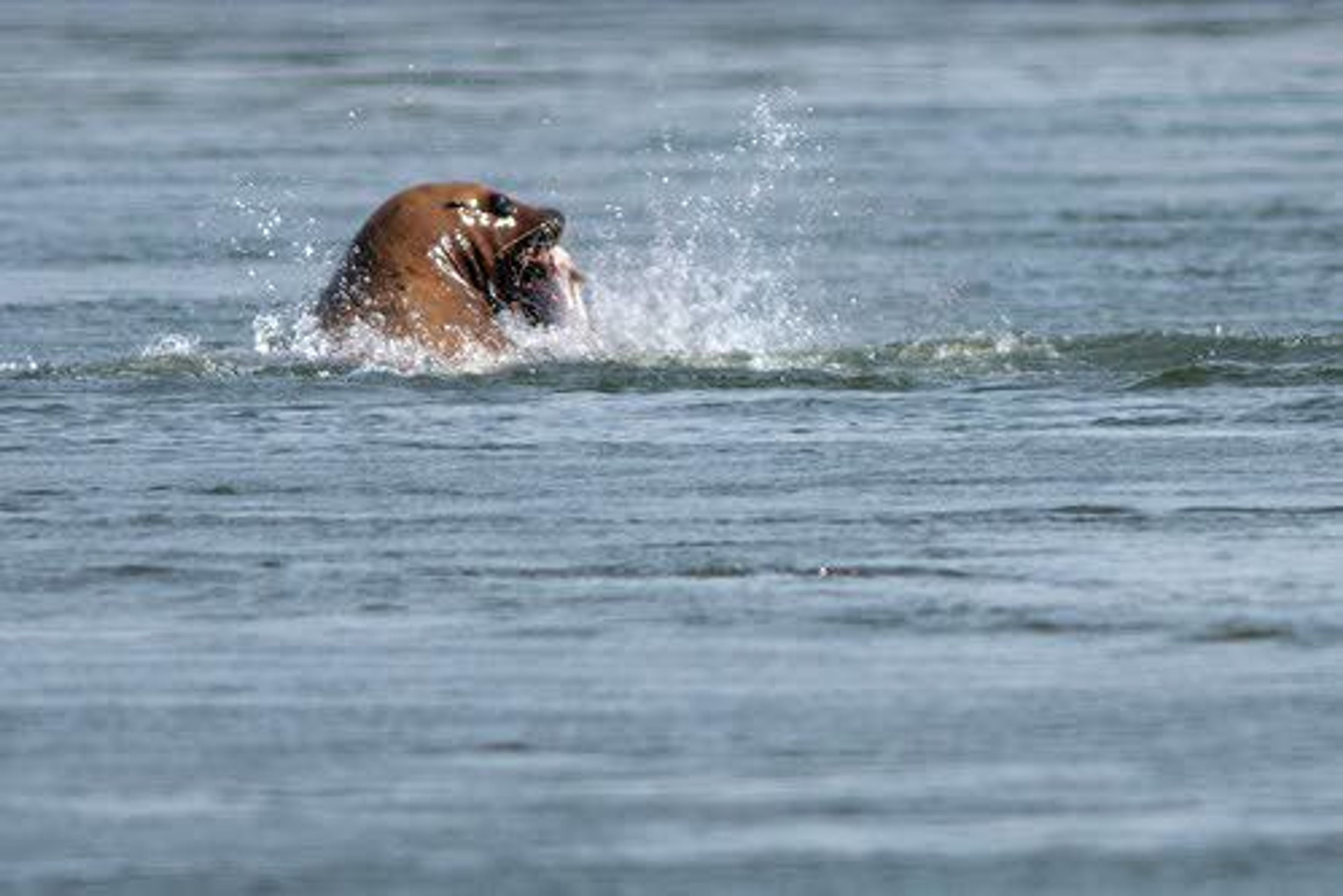 A sea lion bites down on a spring chinook along the Columbia River near Bonneville Dam in early May. Legislation that would make it easier for fisheries managers to kill sea lions preying on salmon, steelhead and other species is picking up speed.