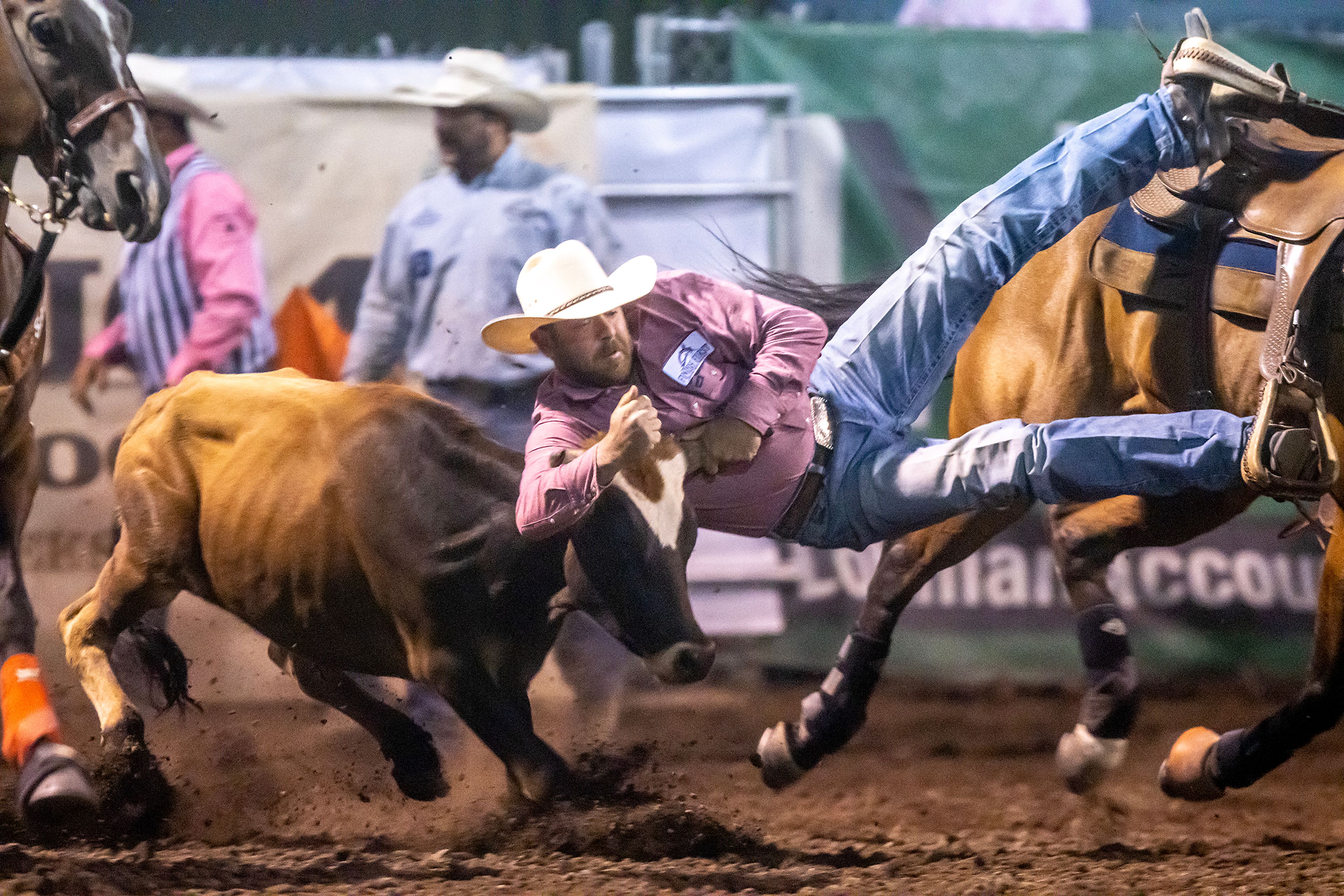 Jake Nelson leaps onto a steer in the steer wrestling competition on night 3 Friday at the Lewiston Roundup.