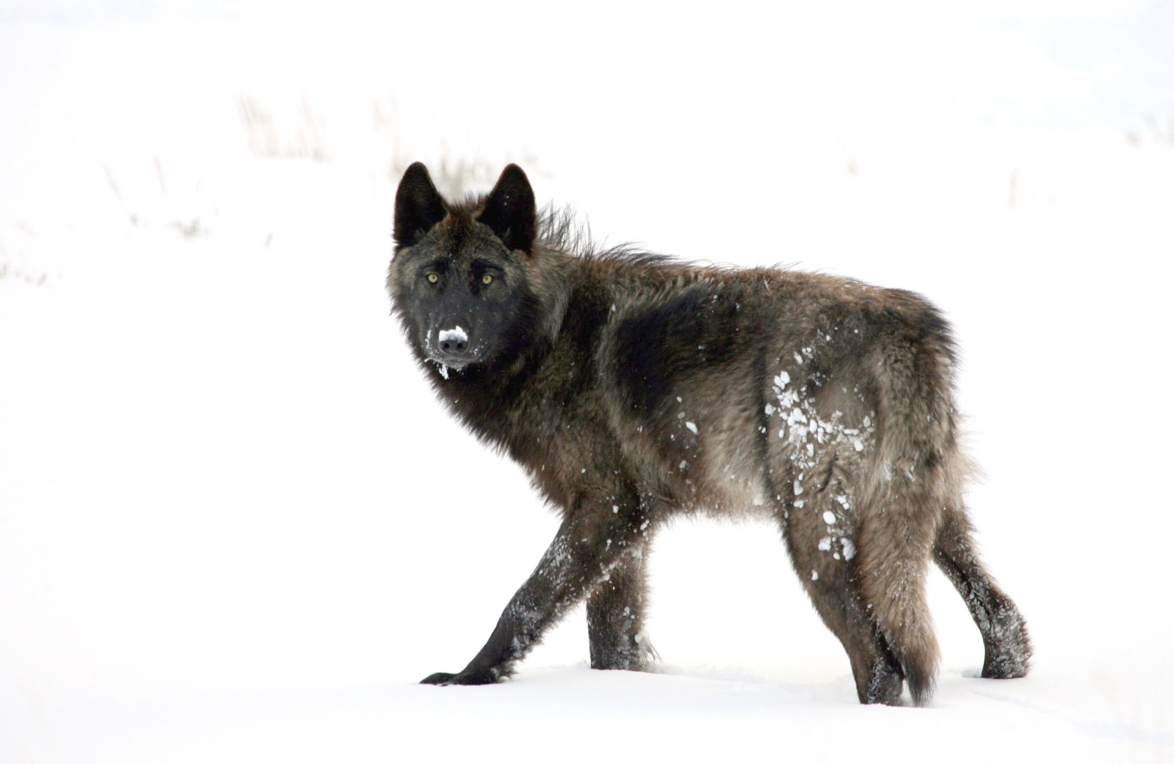Study Wolves with black coloring may have better immunity against dea...