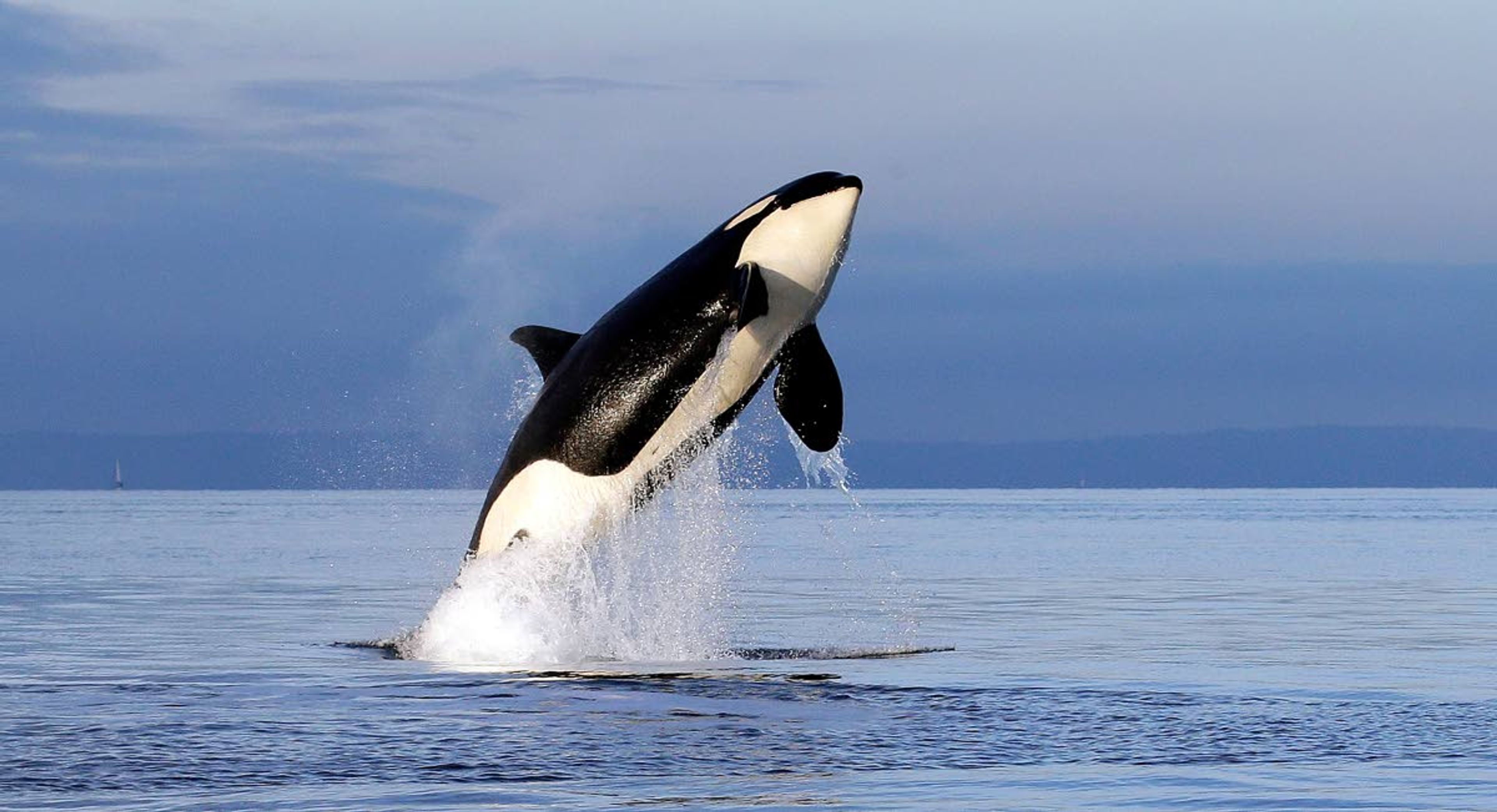 An endangered female orca leaps from the water while breaching in Puget Sound west of Seattle. Washington Gov. Jay Inslee is asking for more than a billion dollars to help out with orca recovery efforts in Puget Sound.