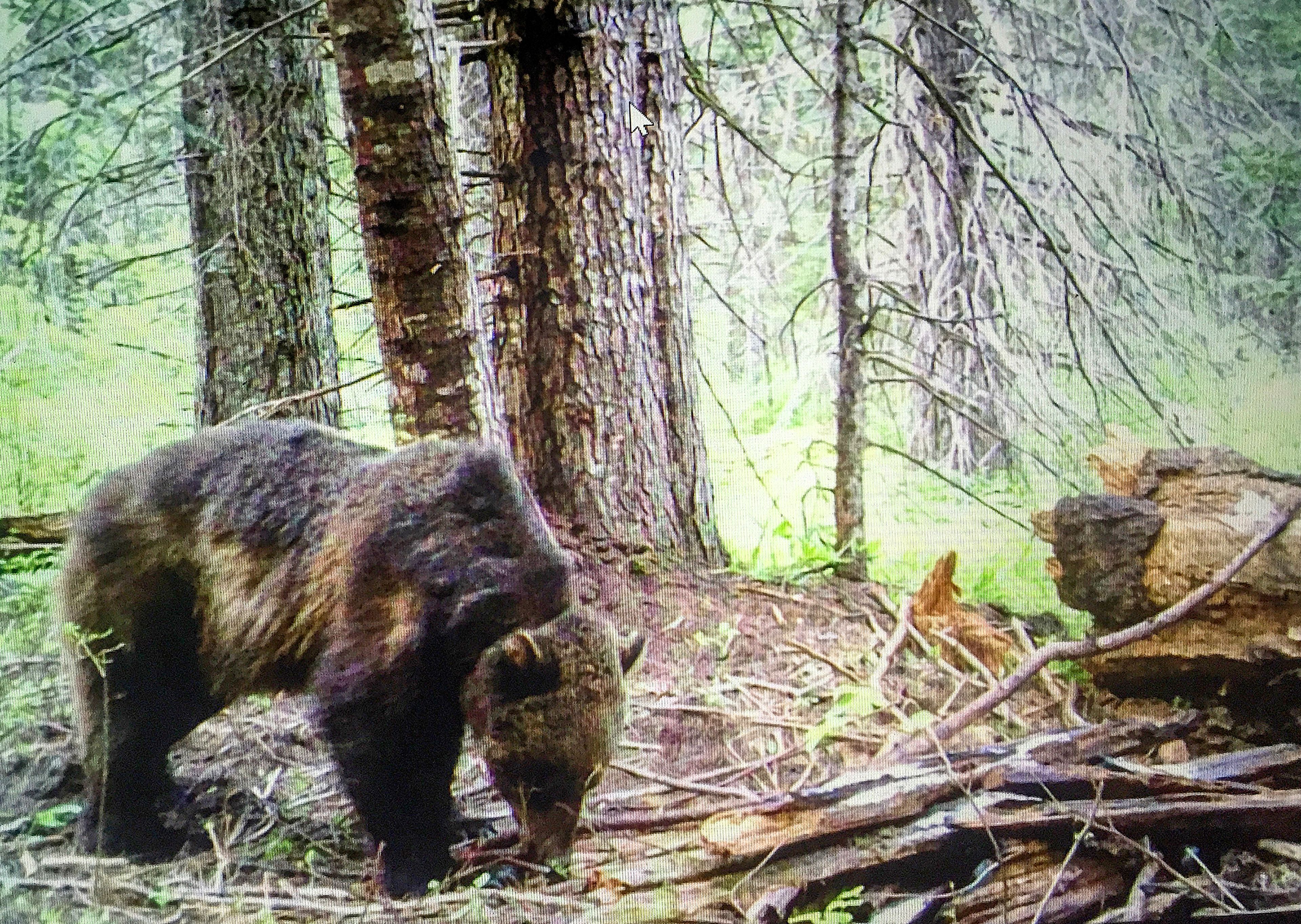 A grizzly bear is captured in a trail-camera photo in the Kelly Creek Drainage in June, 2019.