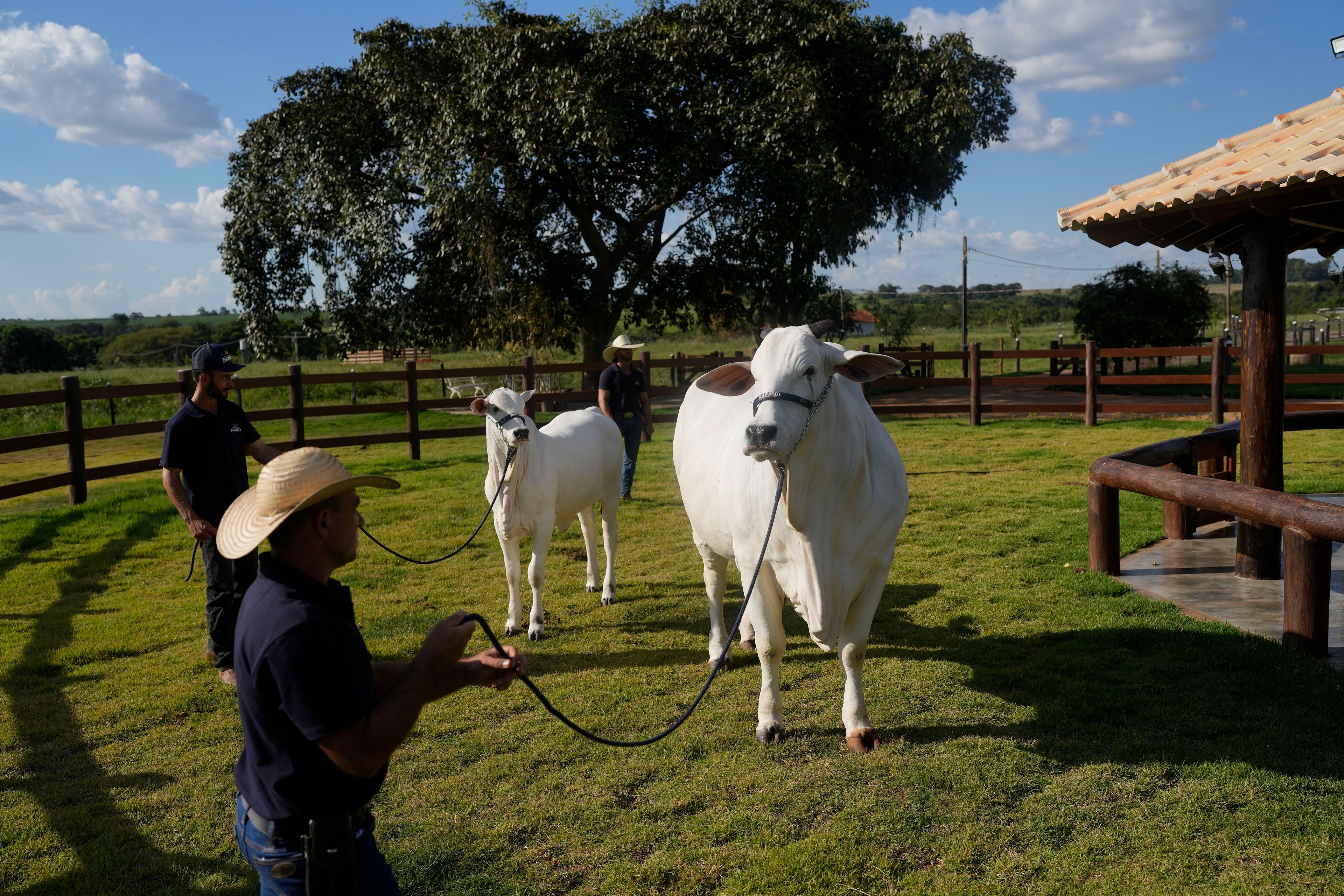 A stockman holds the leash of a cow named Viatina-19, right, at a farm in Uberaba, Minas Gerais state, Brazil, Friday, April 26, 2024. Viatina-19 is the product of years of efforts to raise meatier cows, and is the most expensive cow ever sold at auction, according to Guinness World Records.