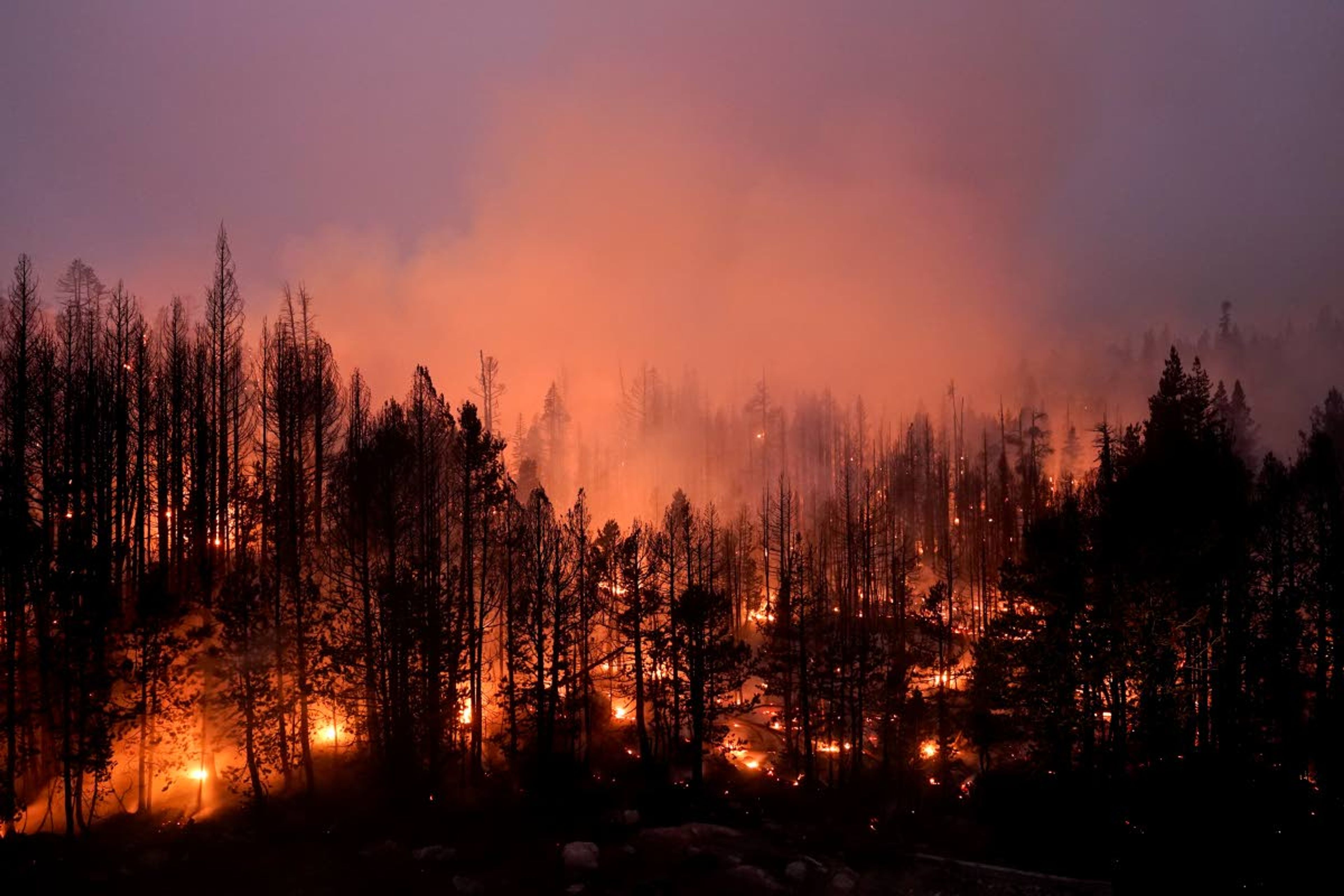 Trees scorched by the Caldor Fire smolder Sept. 3 in the Eldorado National Forest, Calif.