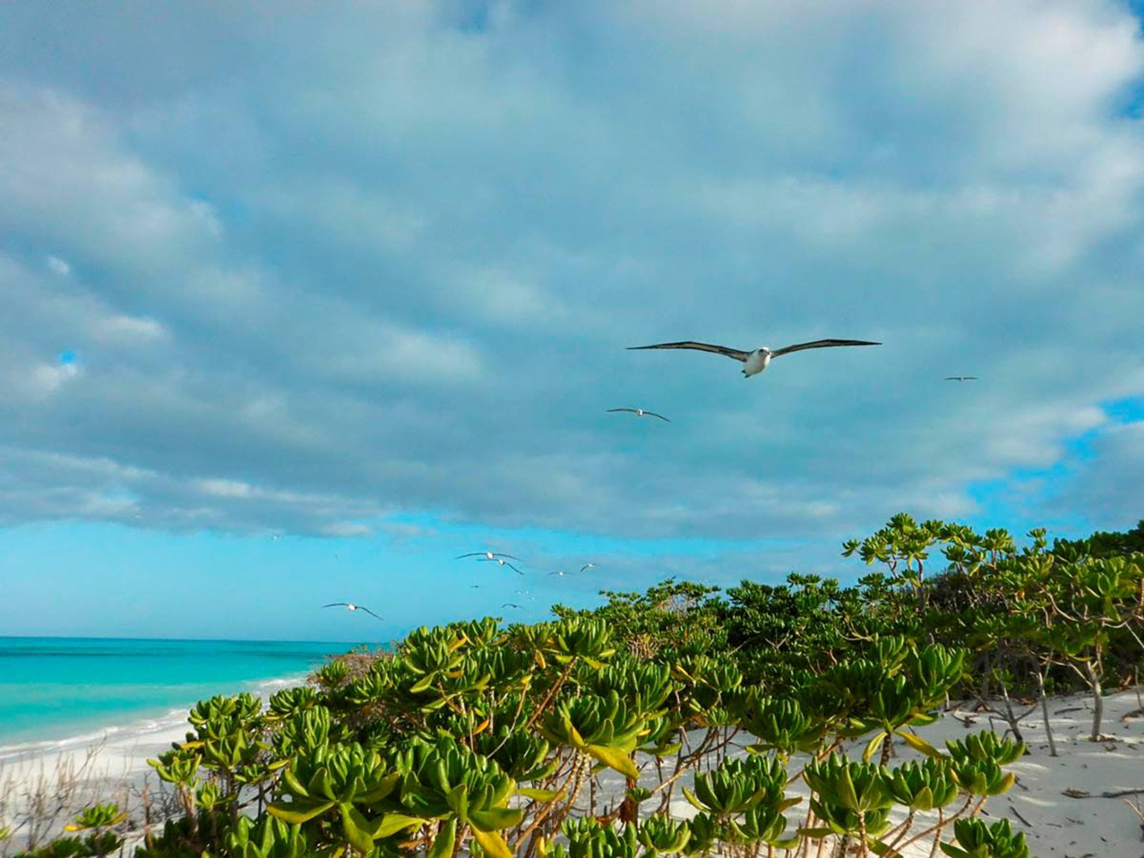 Albatross fly with the prevailing winds along the north shore of Sand Island/Midway Atoll over the native naupaka (Naupaka kahakai). Volunteers and U.S. Fish and Wildlife staff have been working on eradicating non-native vegetation and replanting native species such as naupaka.