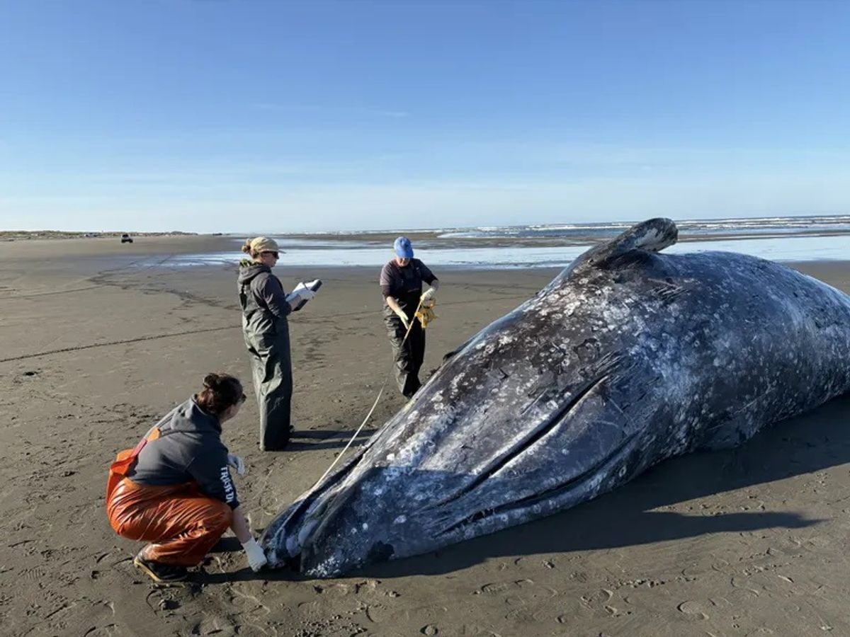 When whale dies 20 miles inland, experts worry