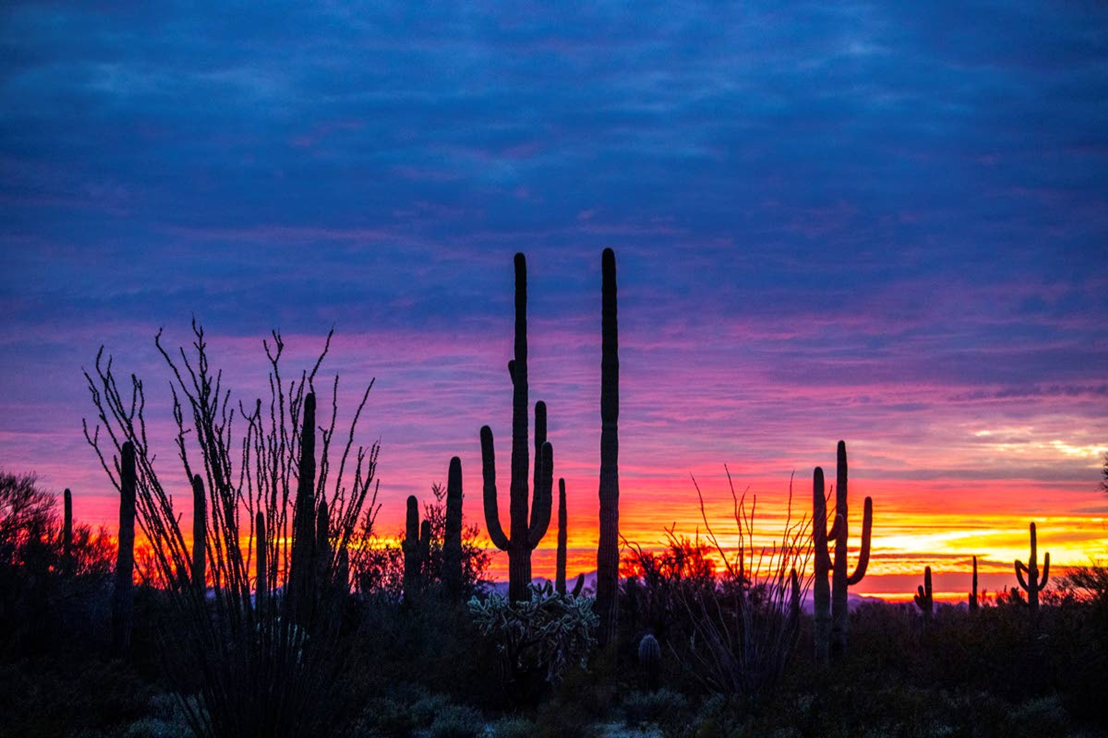 The setting sun lights up the sky behind saguaro cactus and ocotillos Feb. 20 on the La Abra Plain in Arizona’s Organ Pipe Cactus National Monument.