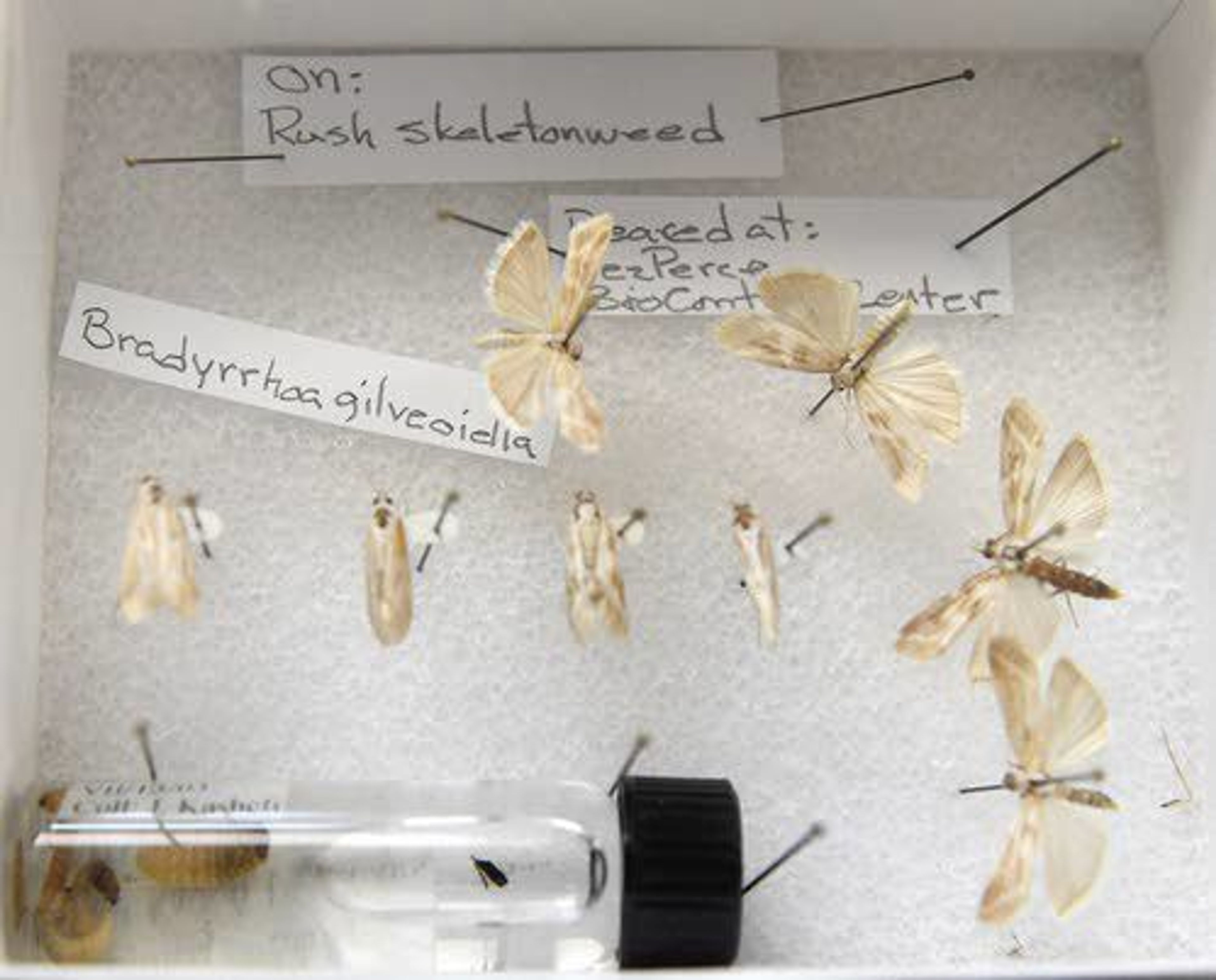 These moths are reared at the Nez Perce Bio-Control Center to help control rush skeletonweed. Biological-control efforts have helped restore balance in some instances in which invasive weeds were displacing native plants.