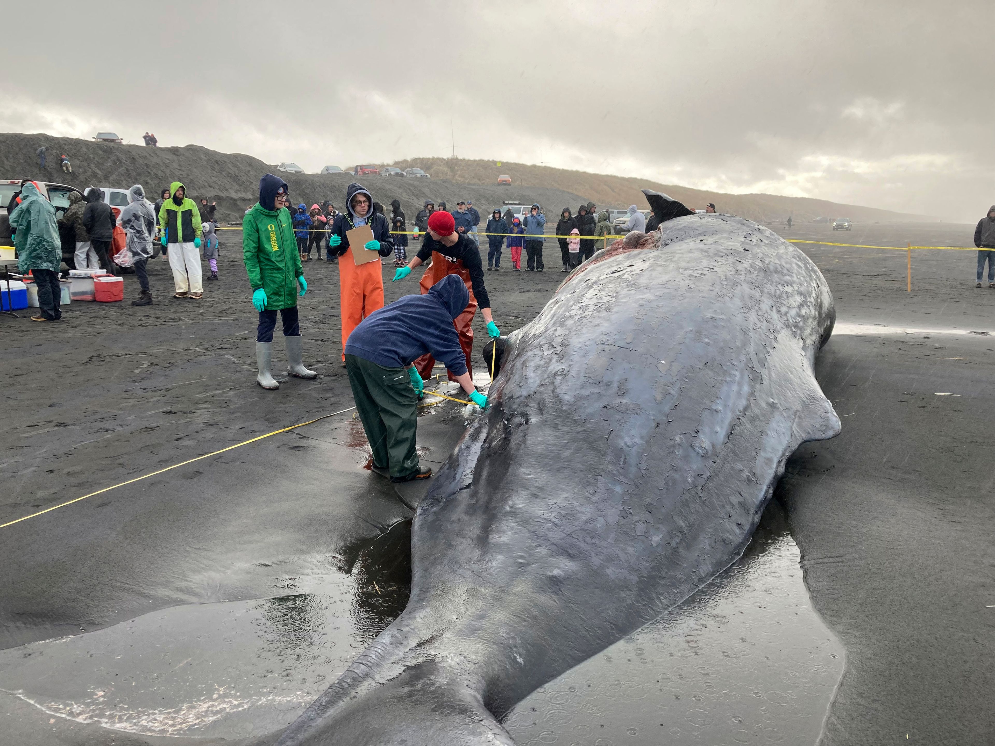 In this photo provided by NOAA Fisheries, NOAA Fisheries employees conduct a necropsy of a dead sperm whale beached on the Oregon coast near Fort Stevens State Park in Clatsop County, Oregon, on Monday, Jan. 16, 2023, two days after it washed ashore. The necropsy determined that a ship strike was the cause of death. (NOAA Fisheries via AP, NOAA Fisheries Permit #24359)