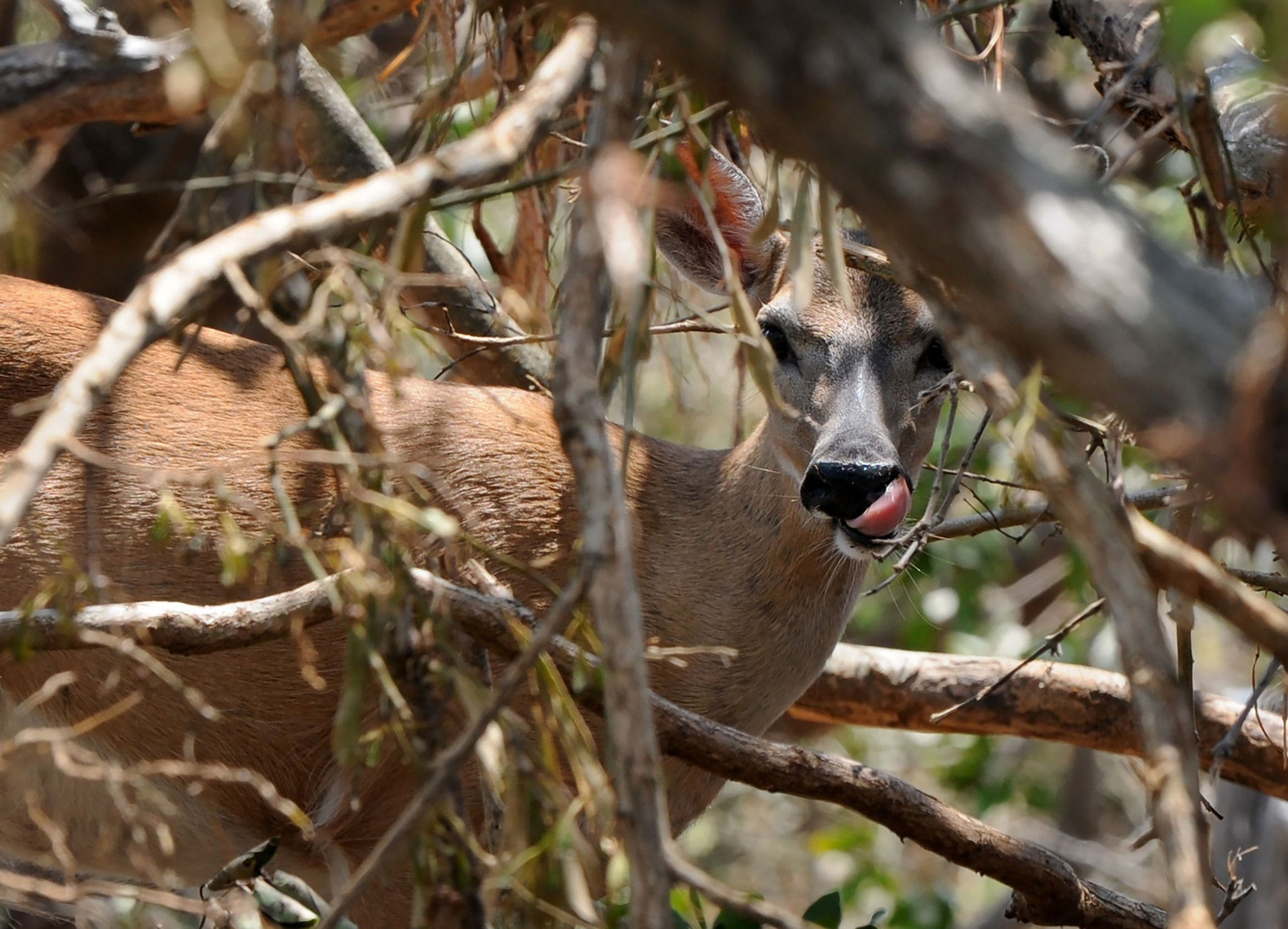 Key deer are frequent visitors at Little Palm Island Resort & Spa in the Florida Keys. (Taimy Alvarez/South Florida Sun Sentinel/TNS)