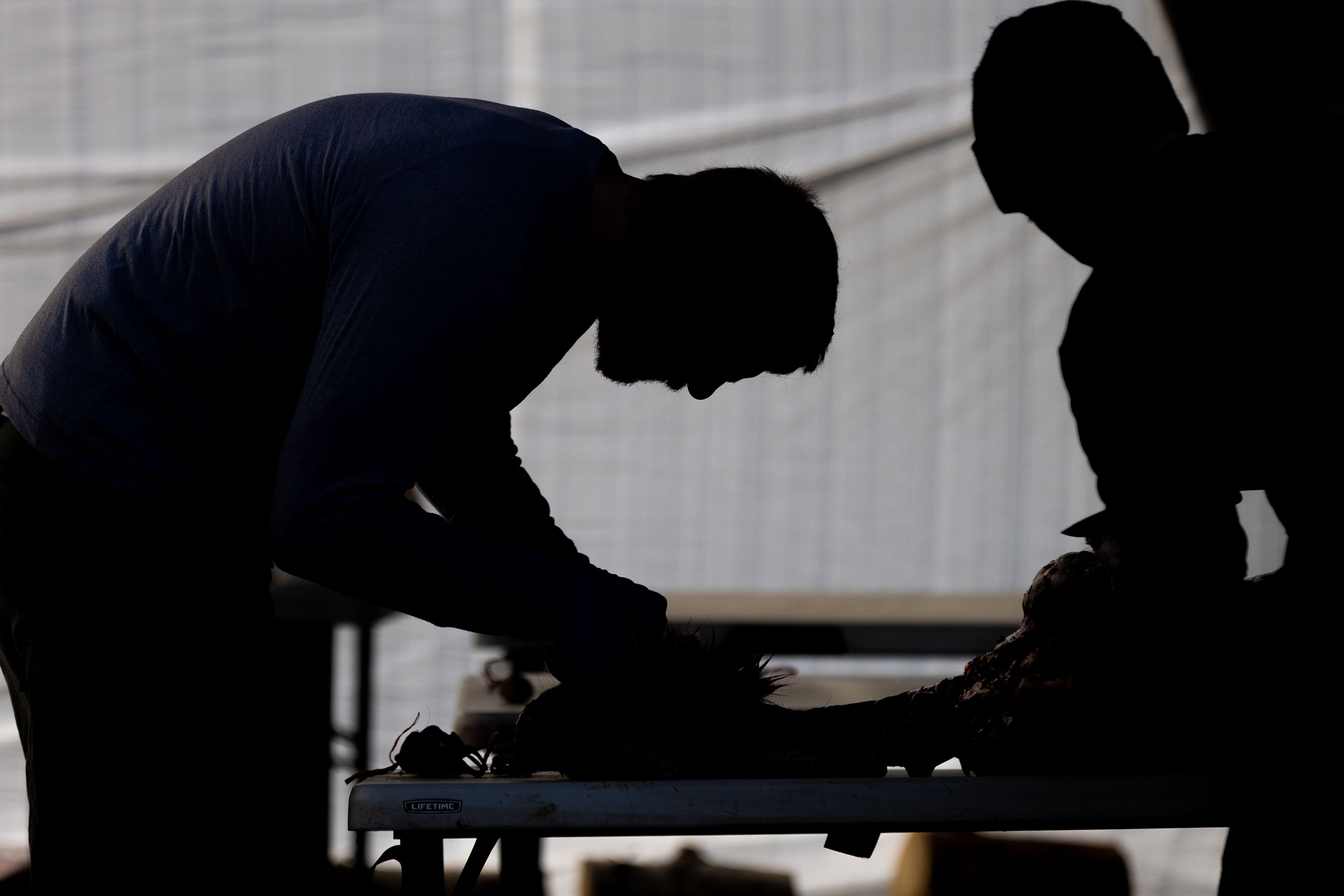 Idaho Fish and Game regional biologist Iver Hull, left, removes a culled deer’s lymph node to be tested for chronic wasting disease Monday at the US Slate Creek Range Station in White Bird.