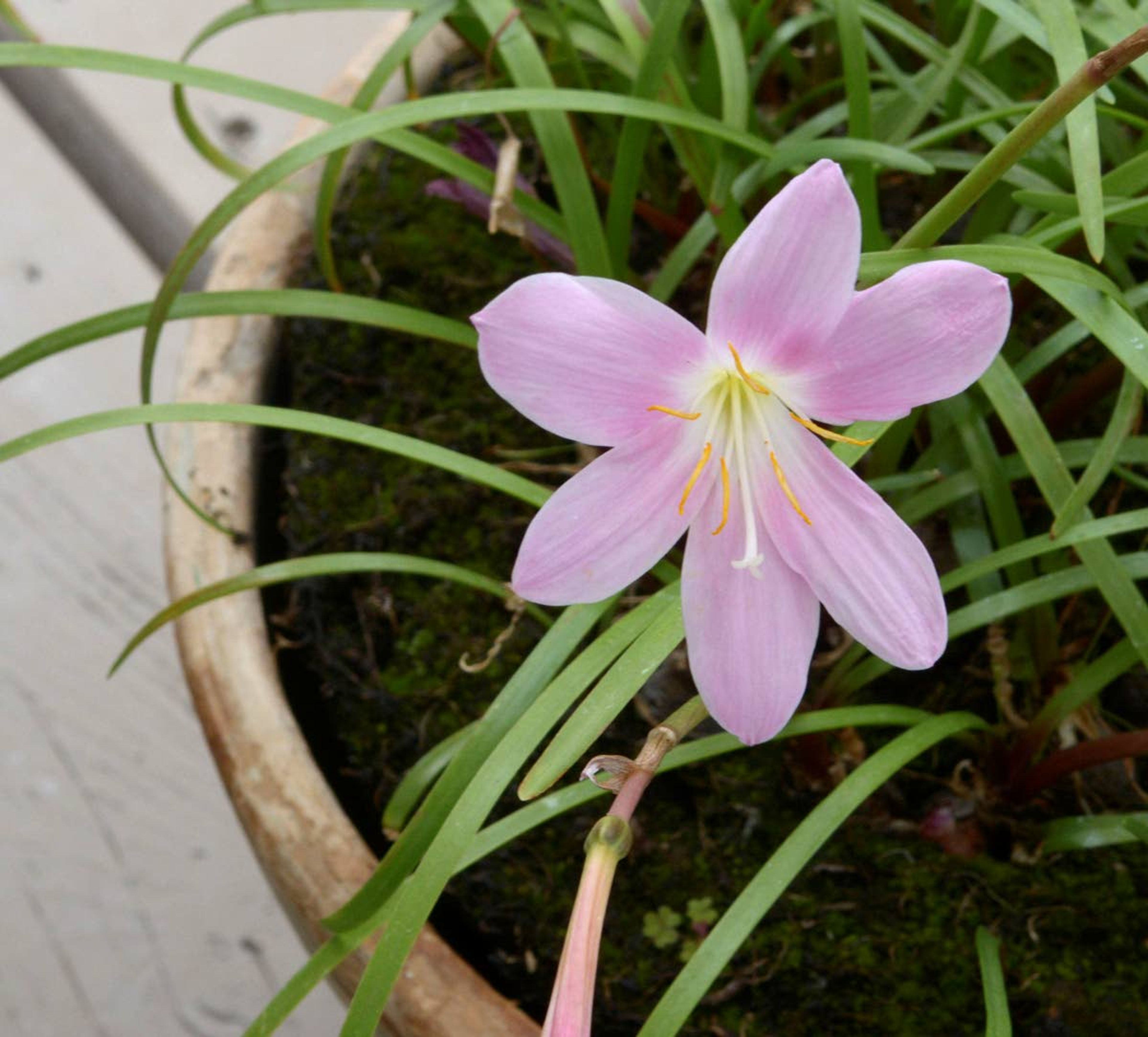 Tiny bulbs from this grassy lily have been passed down several generations of the Thompson family.