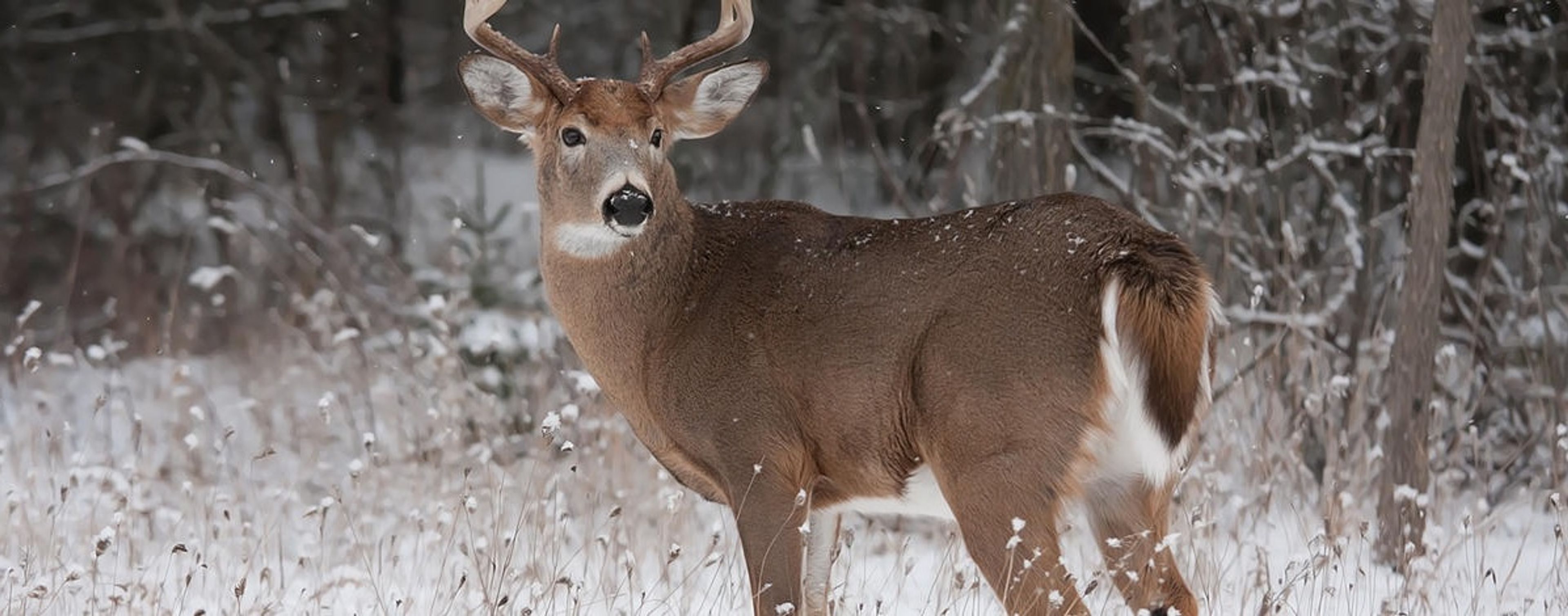 Idaho hunters asked to comment on slate of new rules
