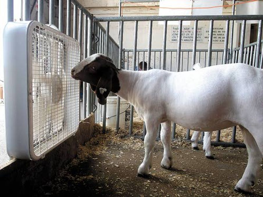 Weather puts heat on livestock