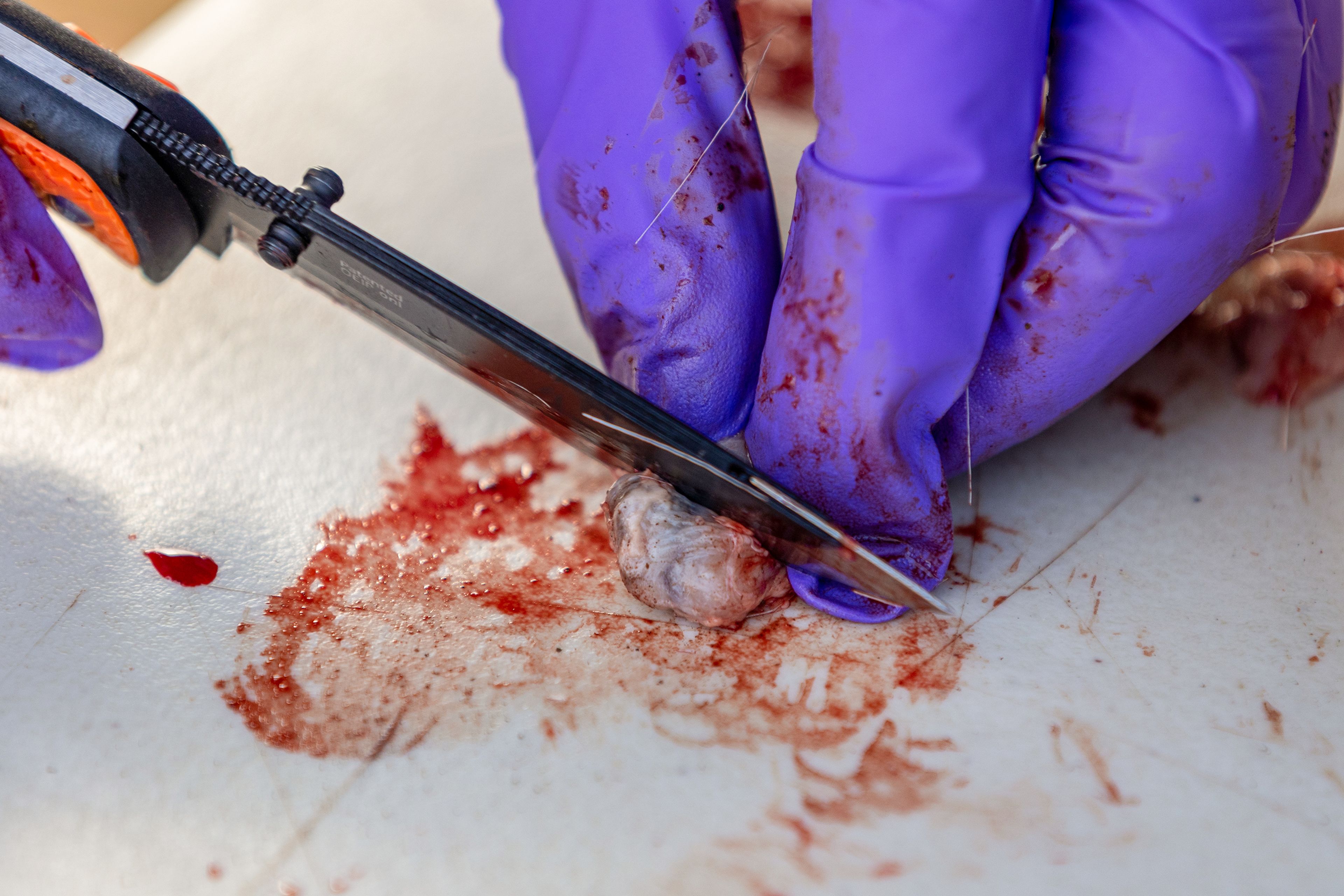 Idaho Fish and Game regional biologist Iver Hull cuts open a lymph node from a culled deer before packaging it for CWD testing Monday at the US Slate Creek Ranger Station in White Bird.