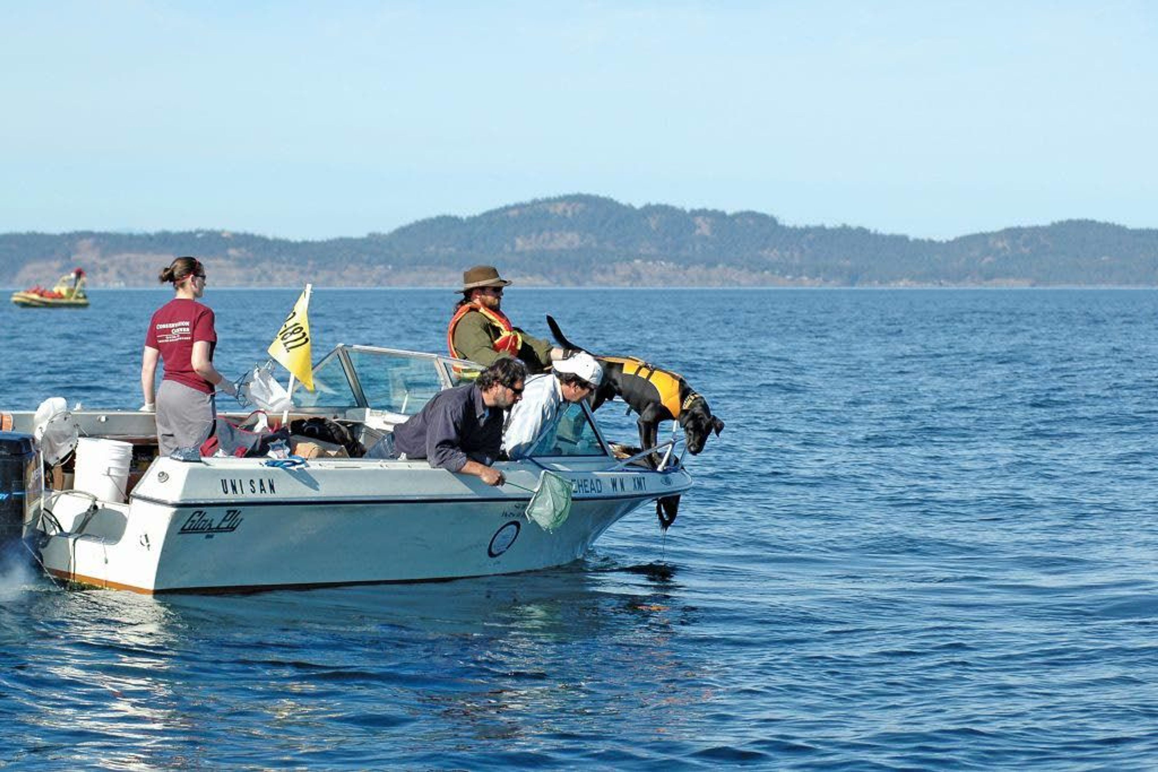 Orca researches use a dog to locate killer whale feces during a study on the health of the whales.