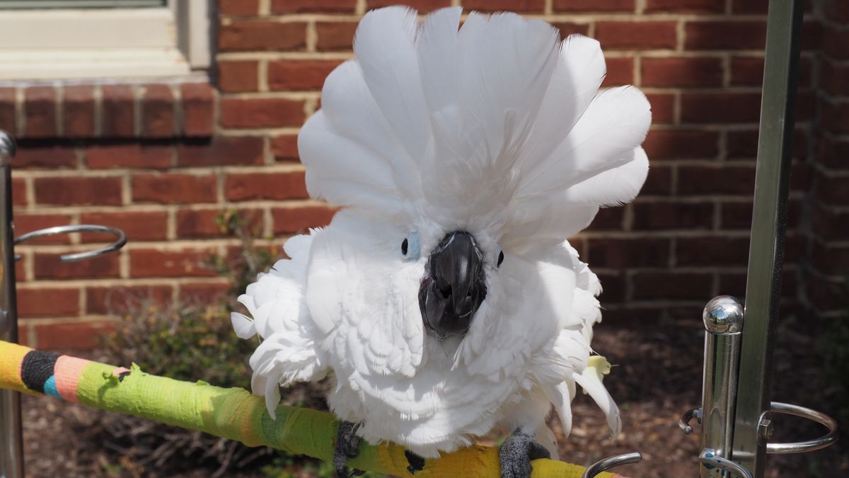 Pet of the Year Boo to headline ‘all creatures' parade at County Fair