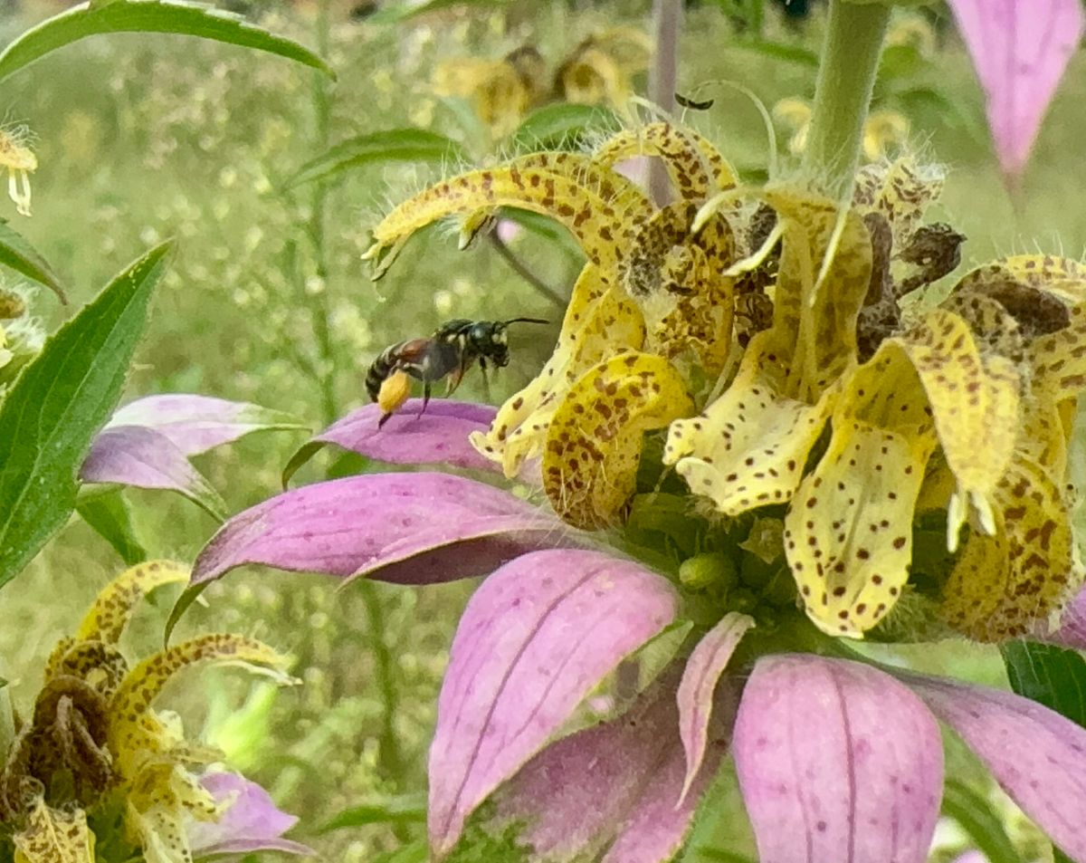 Rare bee causes a buzz: species hadn't been seen in Virginia in a century
