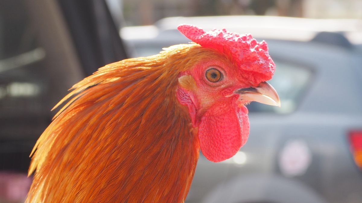 IW Planning Commission endorses revised chicken limit