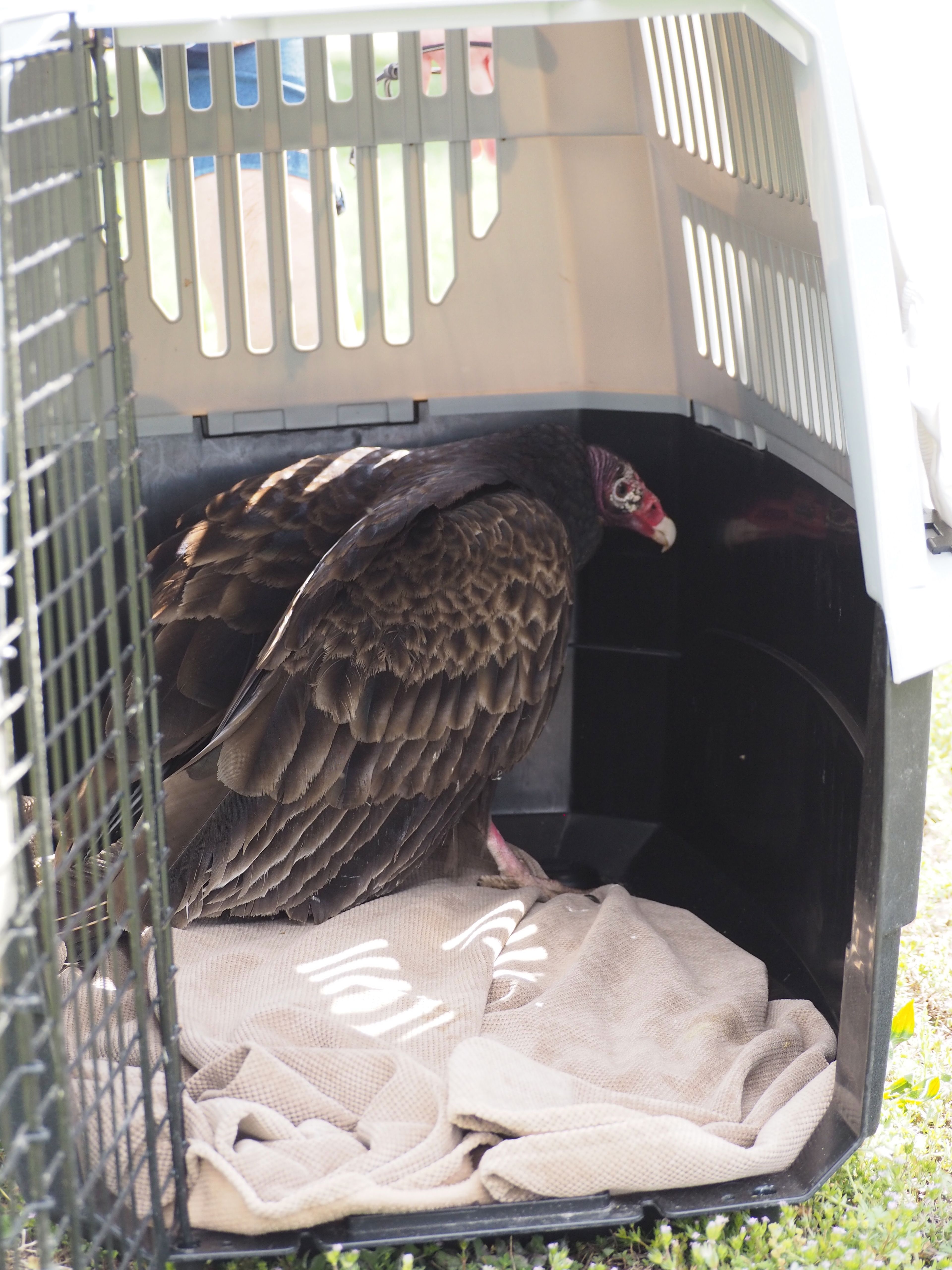 Rescued vulture hit by car released at Windsor Castle Park