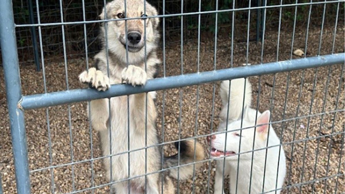Woman charged with animal cruelty in 2024 seizure of 39 dogs...
