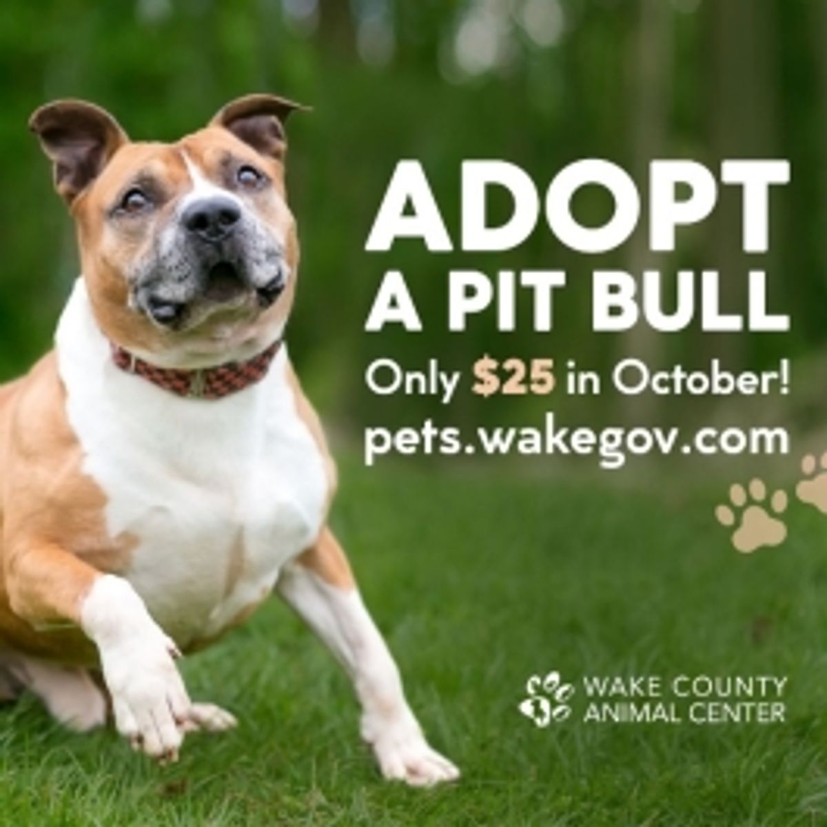Animal center encouraging pit bull adoption through special