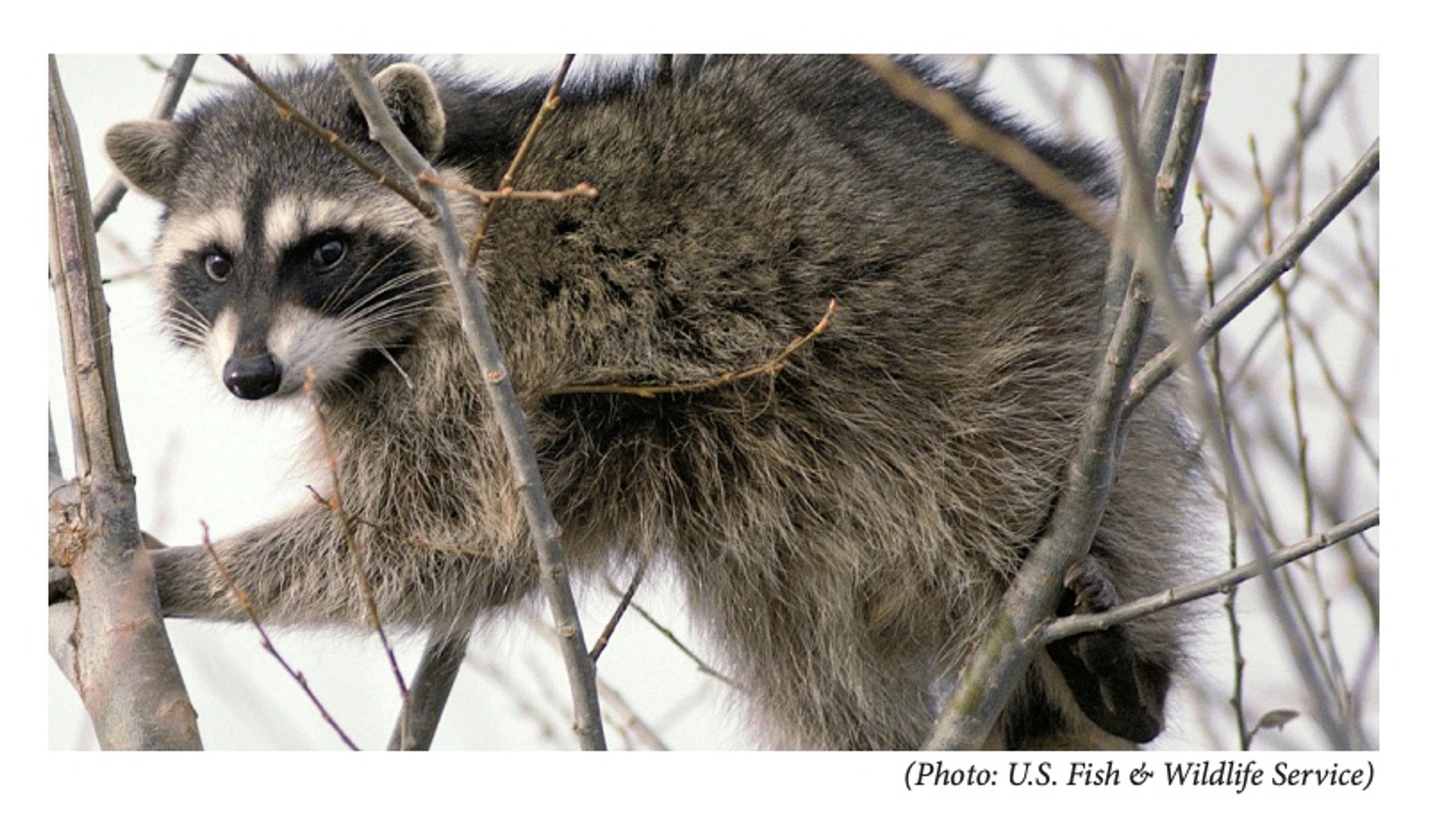 Rabies case confirmed in Granville