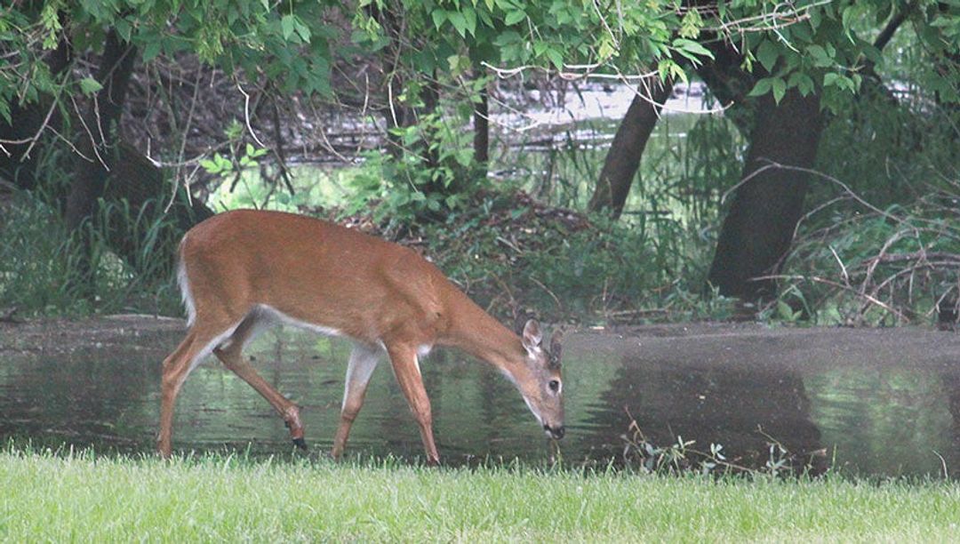 Hunters contribute nearly 14,000 samples for CWD testing