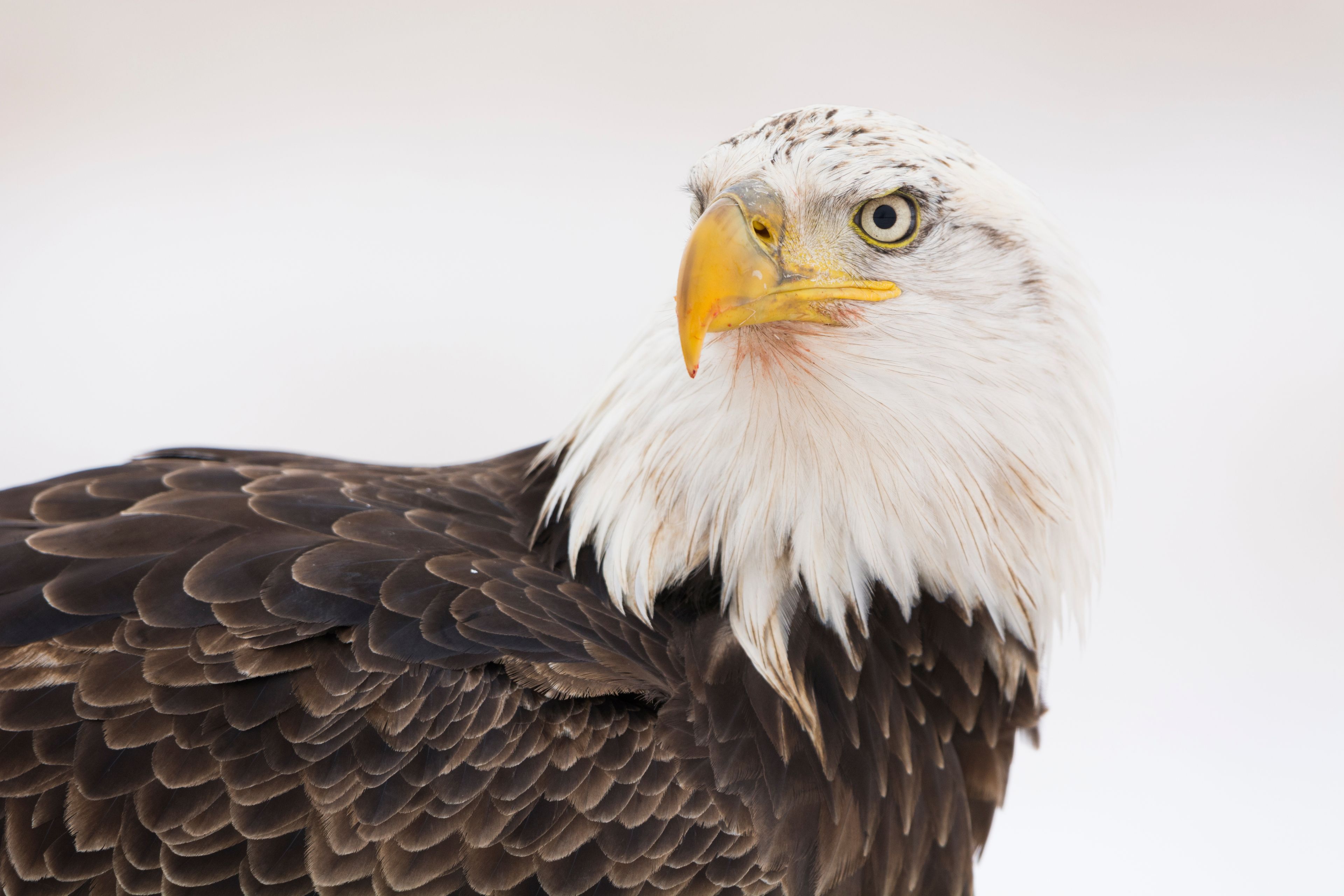 Nature Notes: Where do bald eagles migrate to in the winter? 